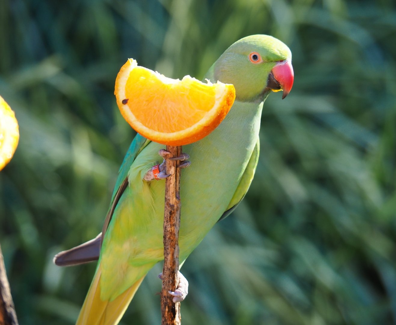 Ring-necked parakeet (Psittacula krameri) with orange (Oct 13th, 2018)