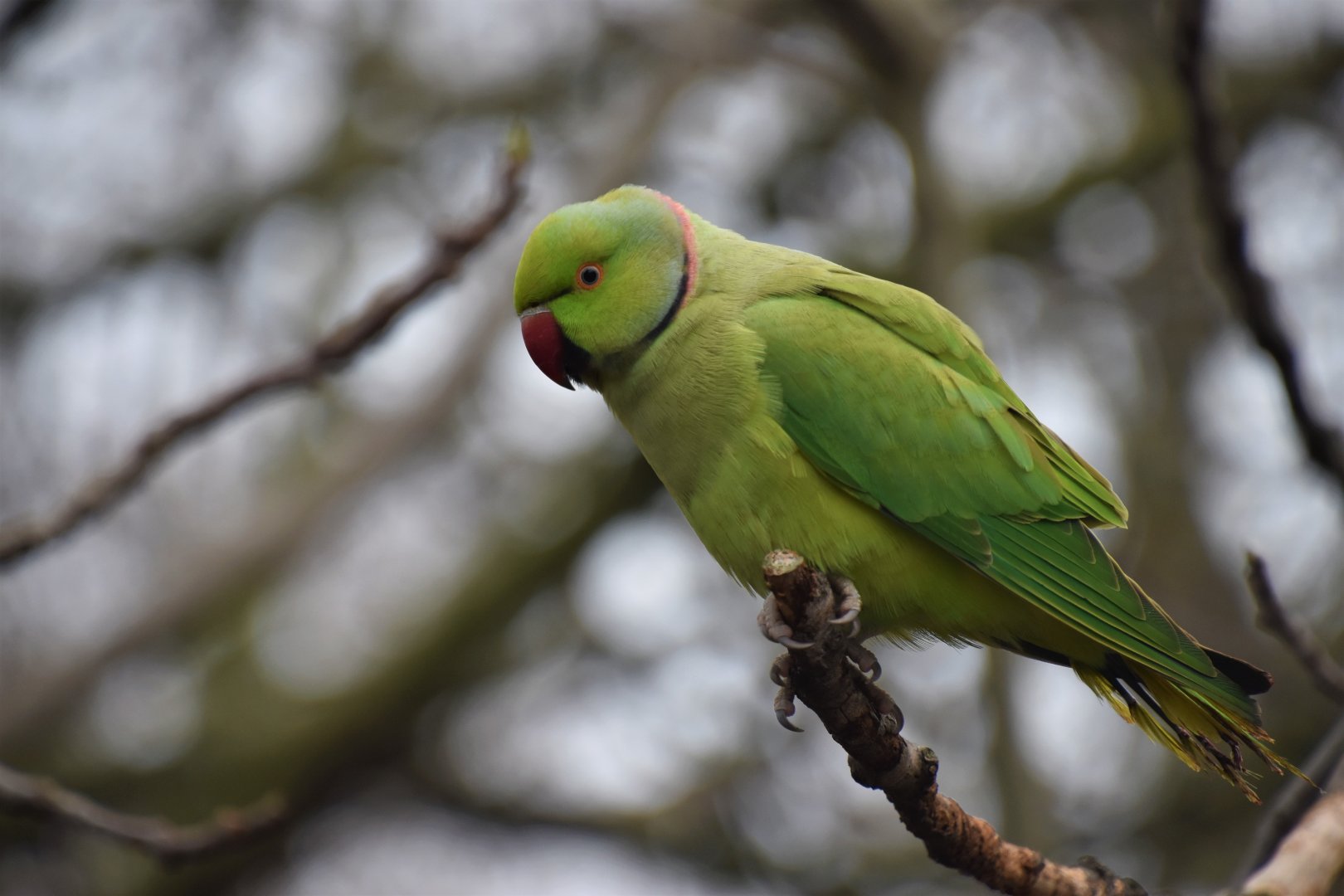 Ring-necked parakeet, St James's Park, London