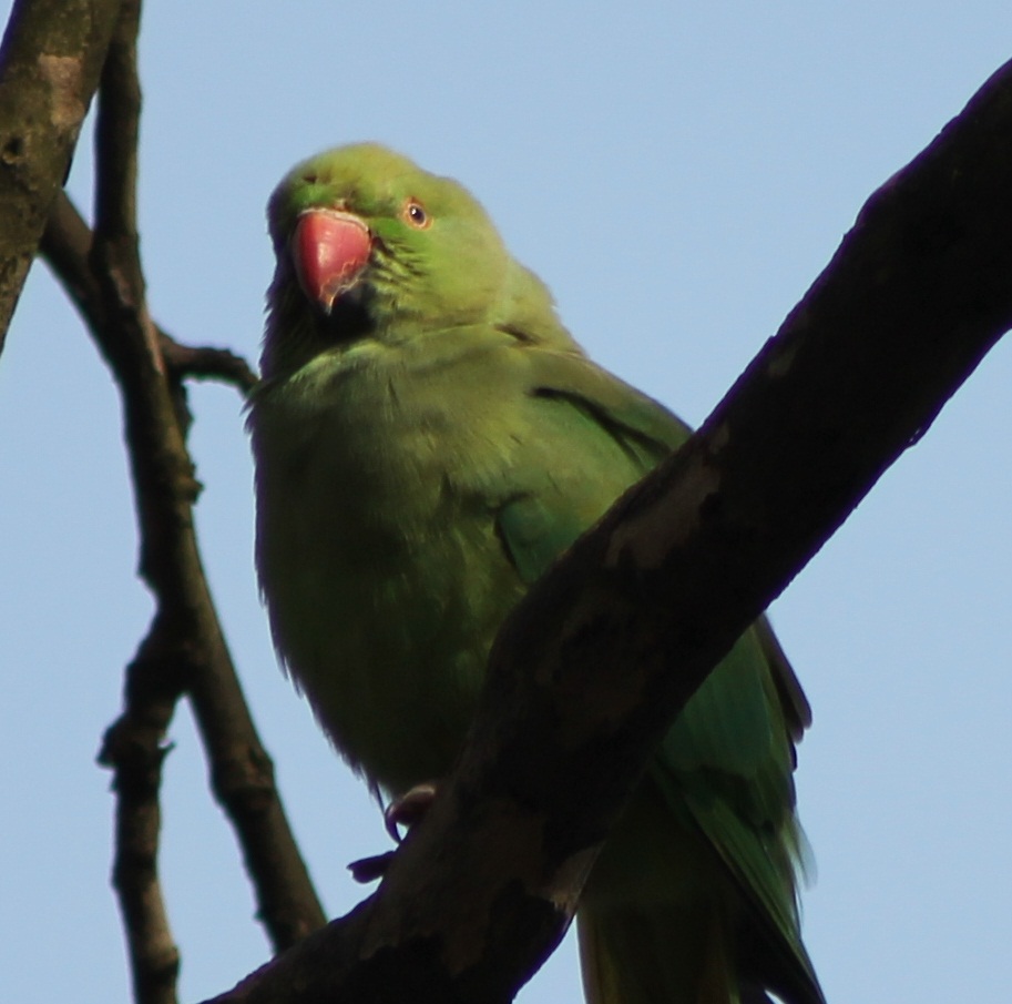 ring-necked parakeet