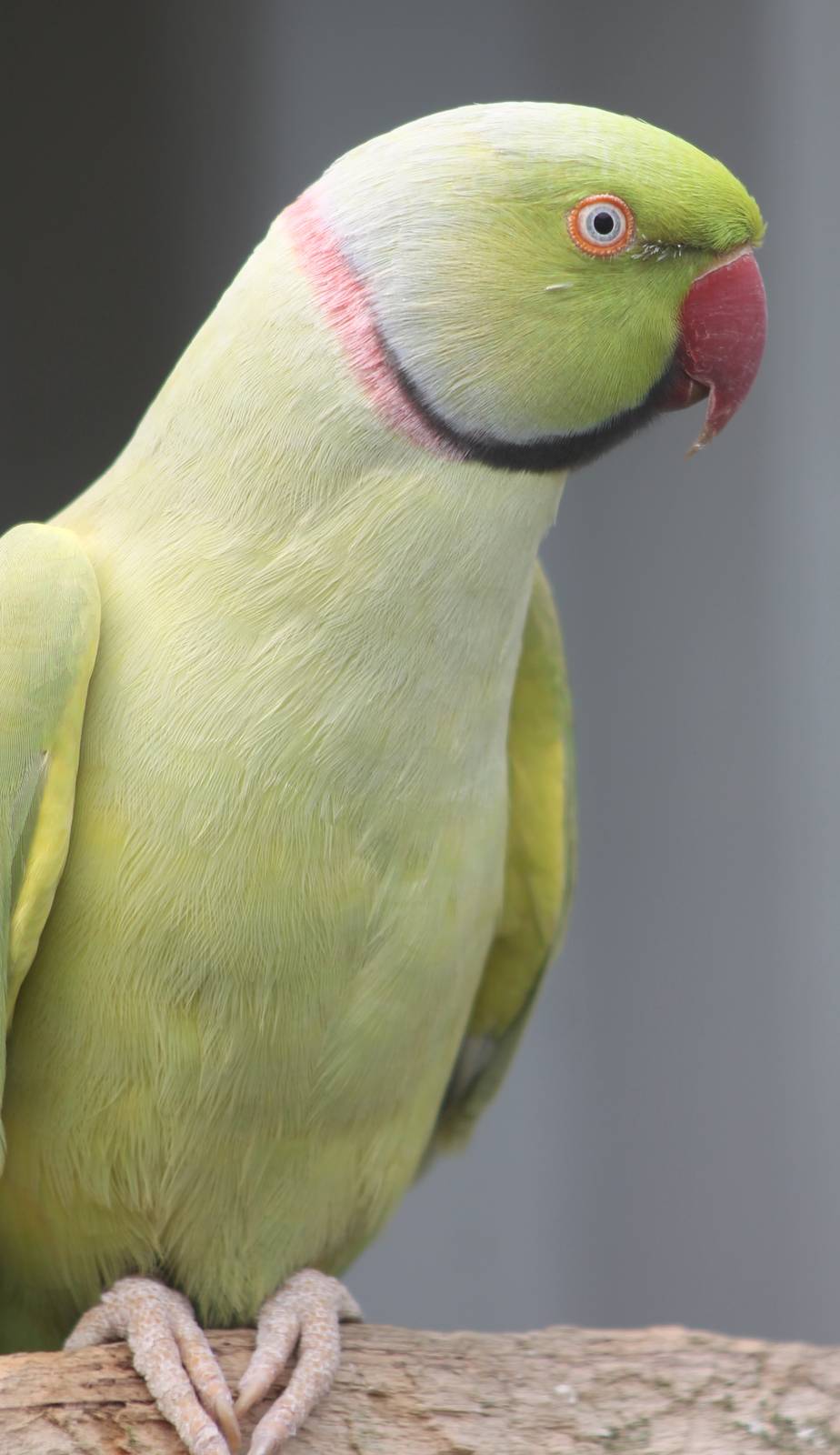 Ring-necked parakeet