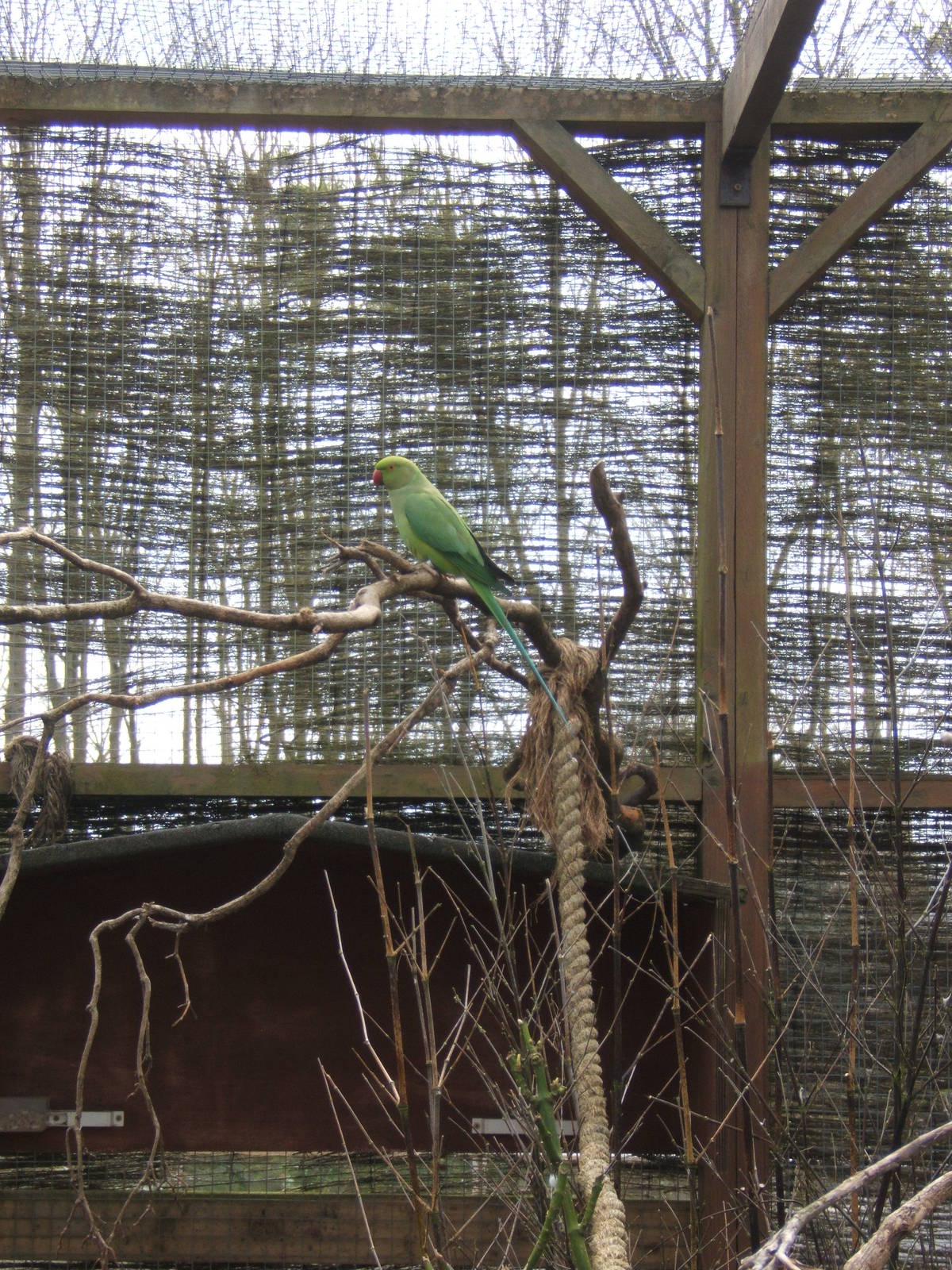 Ring-necked Parakeet