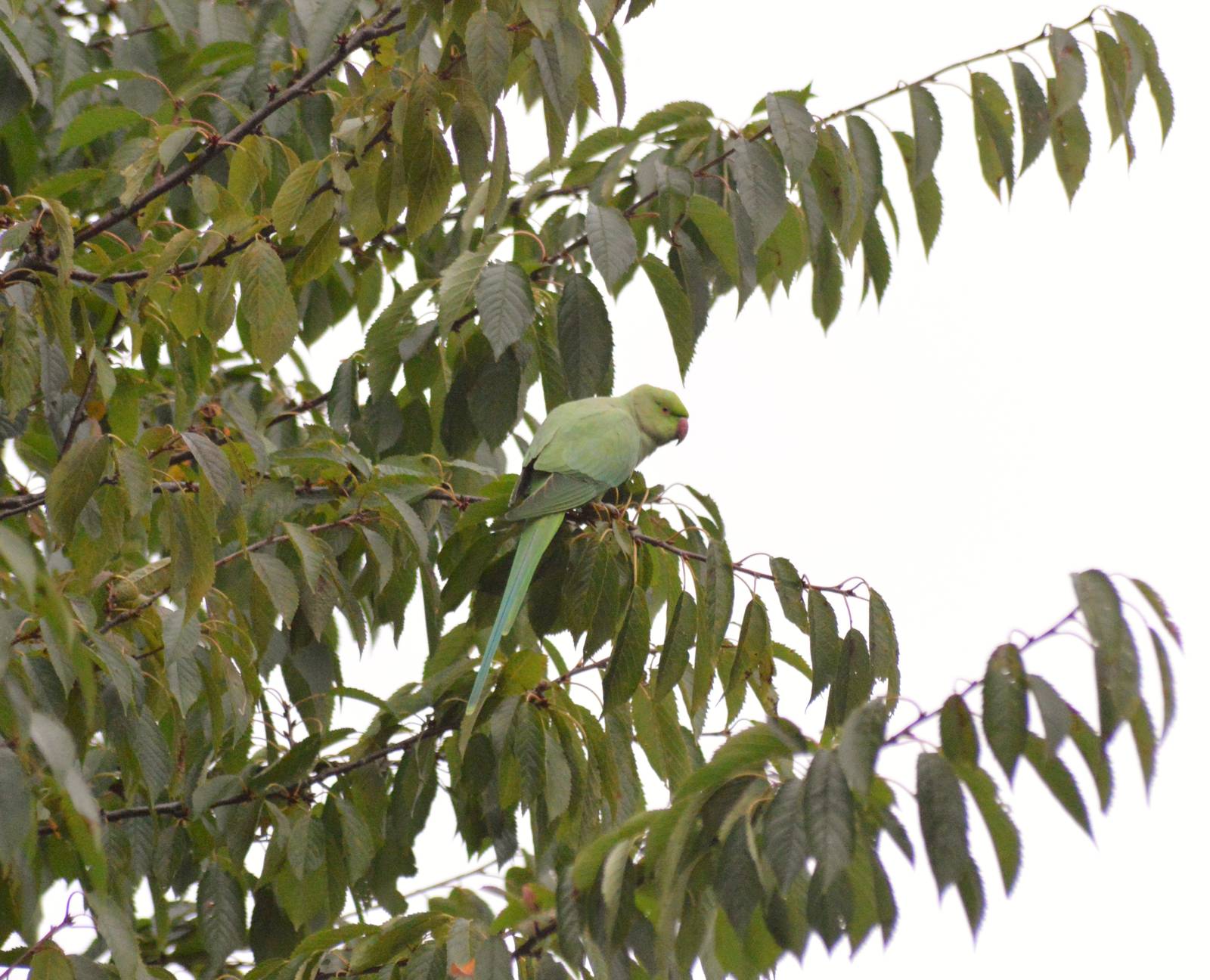 Ring-necked parakeet