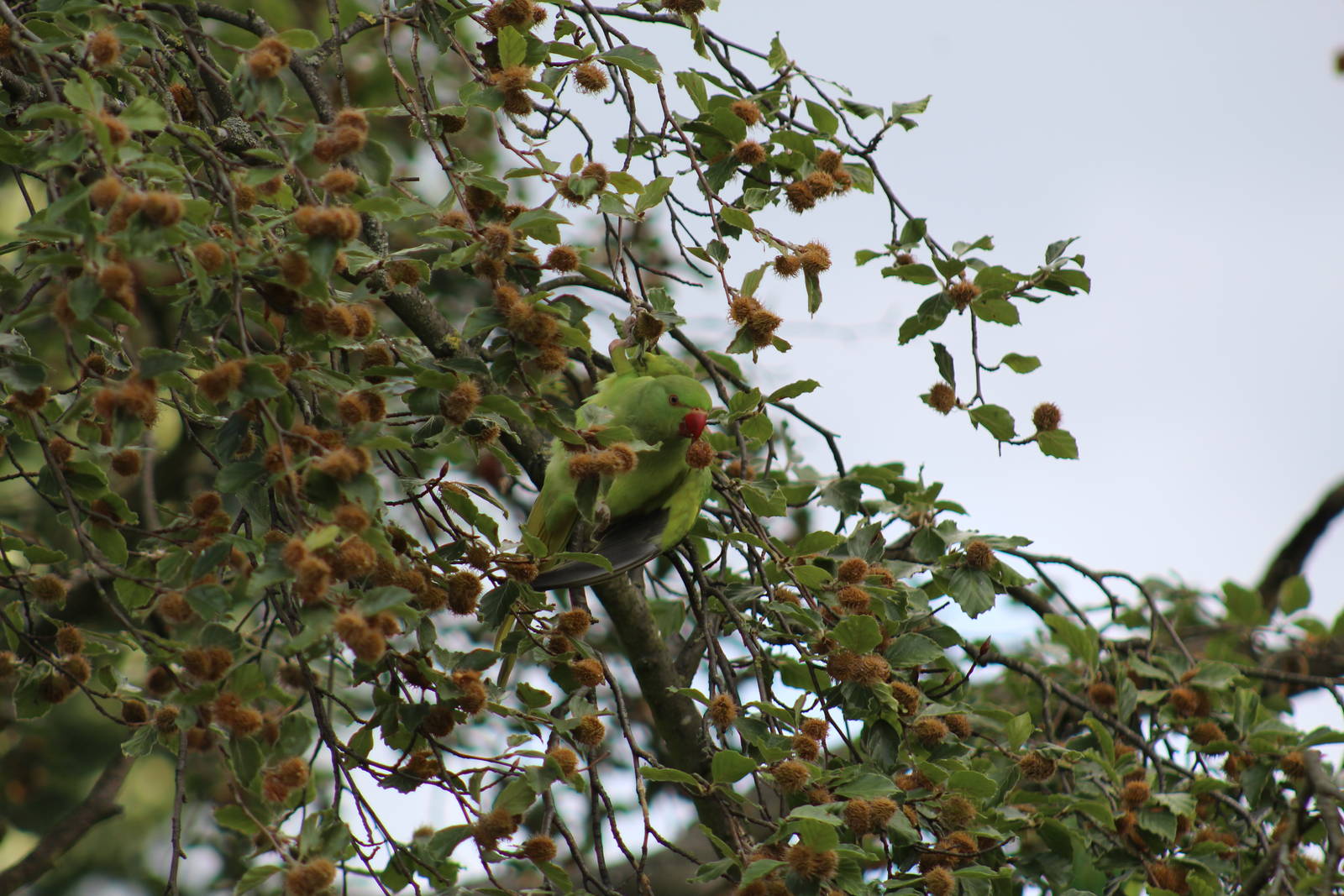 Ring-Necked Parakeet