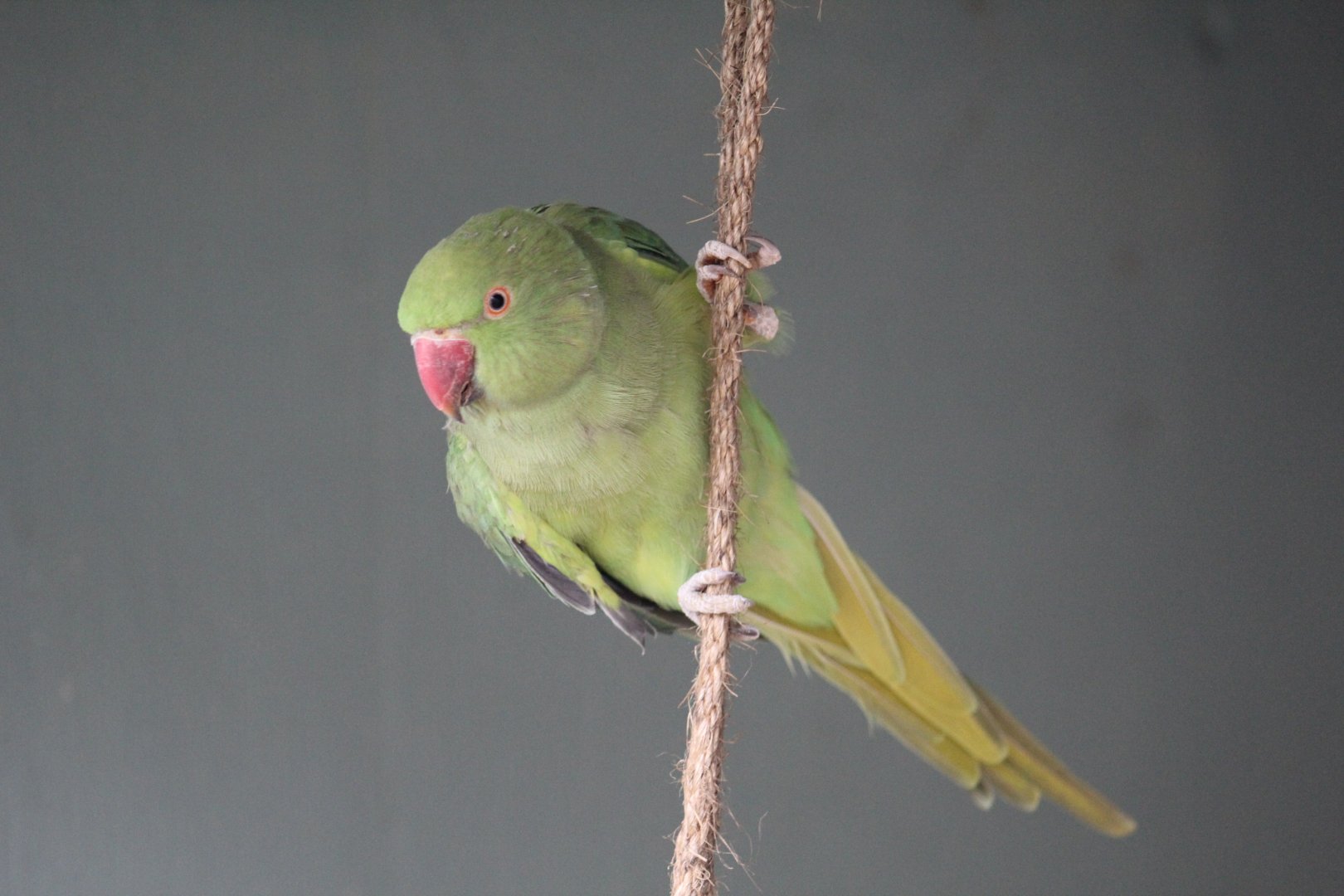 Ring-Necked Parakeet