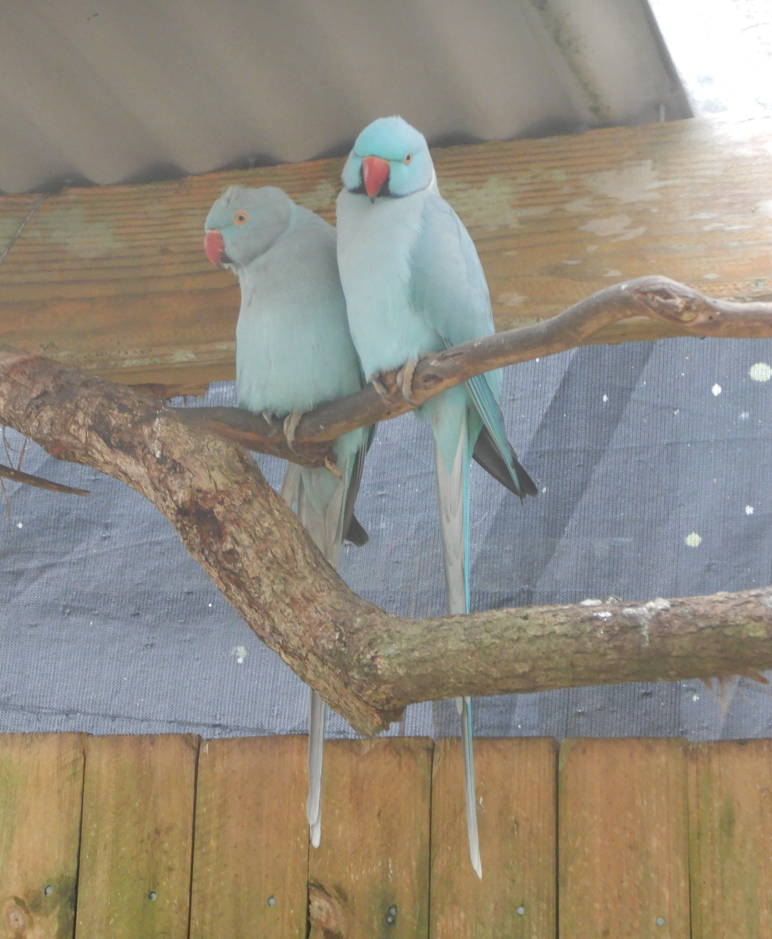 Ring-Necked Parakeet