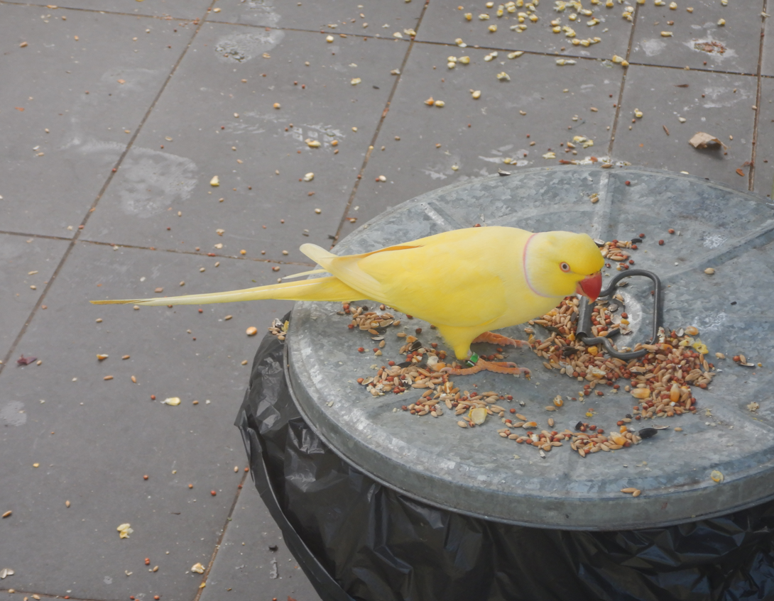 Ring-Necked Parakeet
