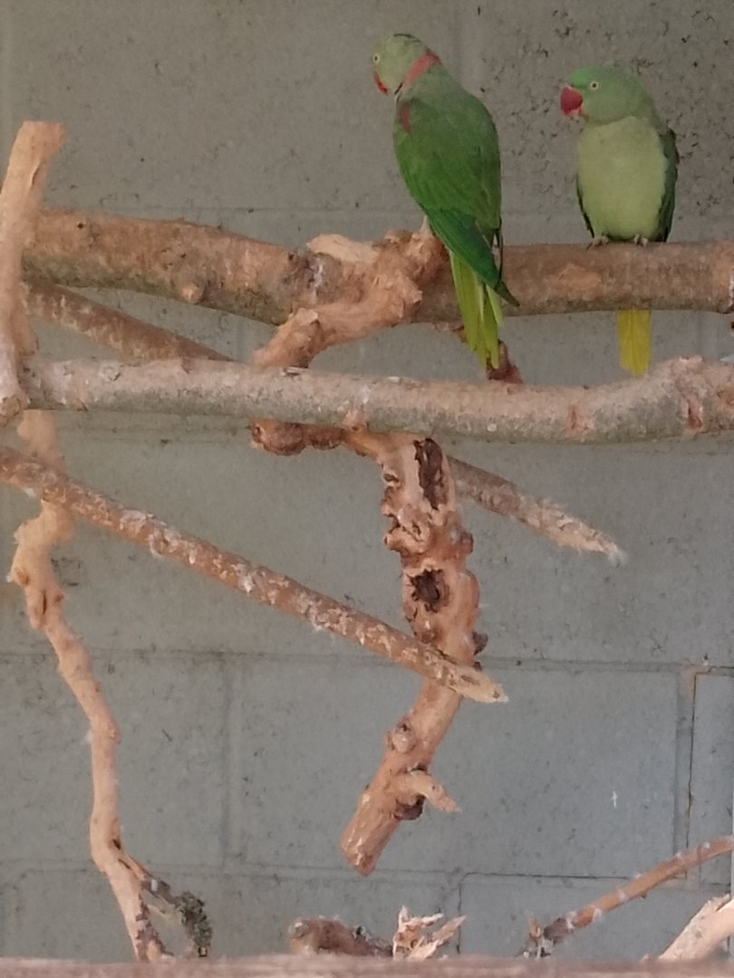 Ring necked parakeet
