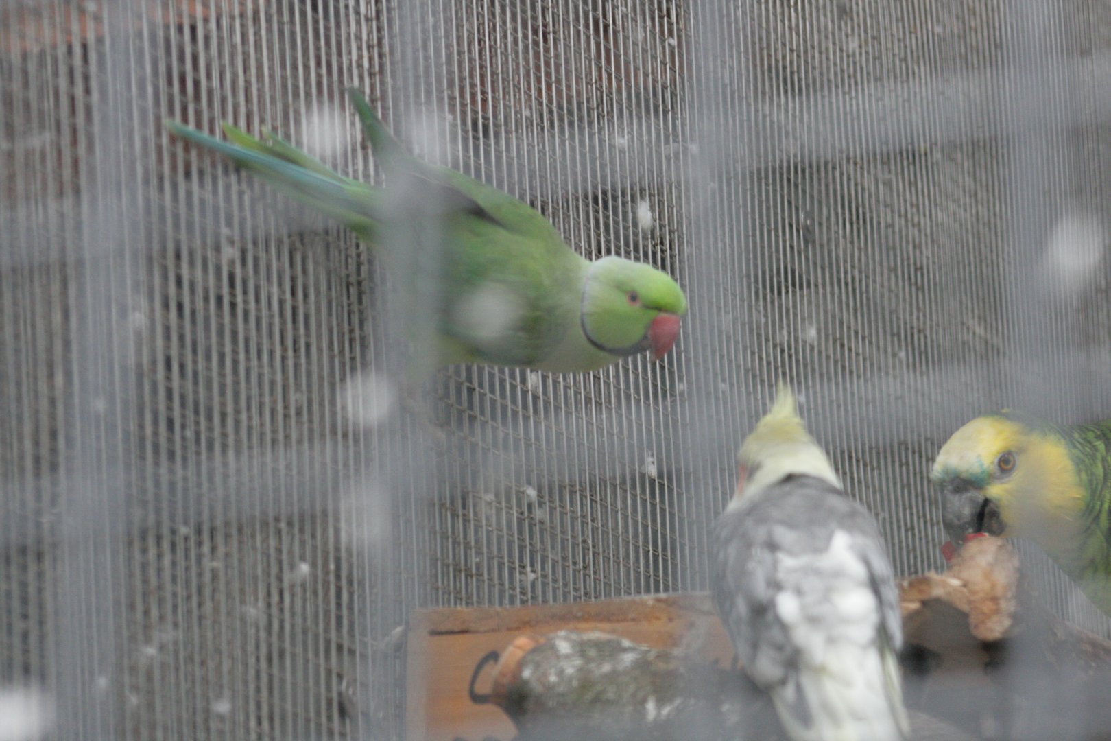 ring necked parakeet