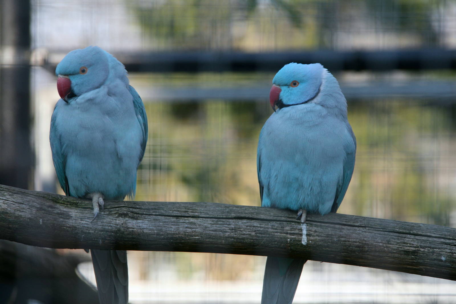 Ring-necked Parakeets blue morp