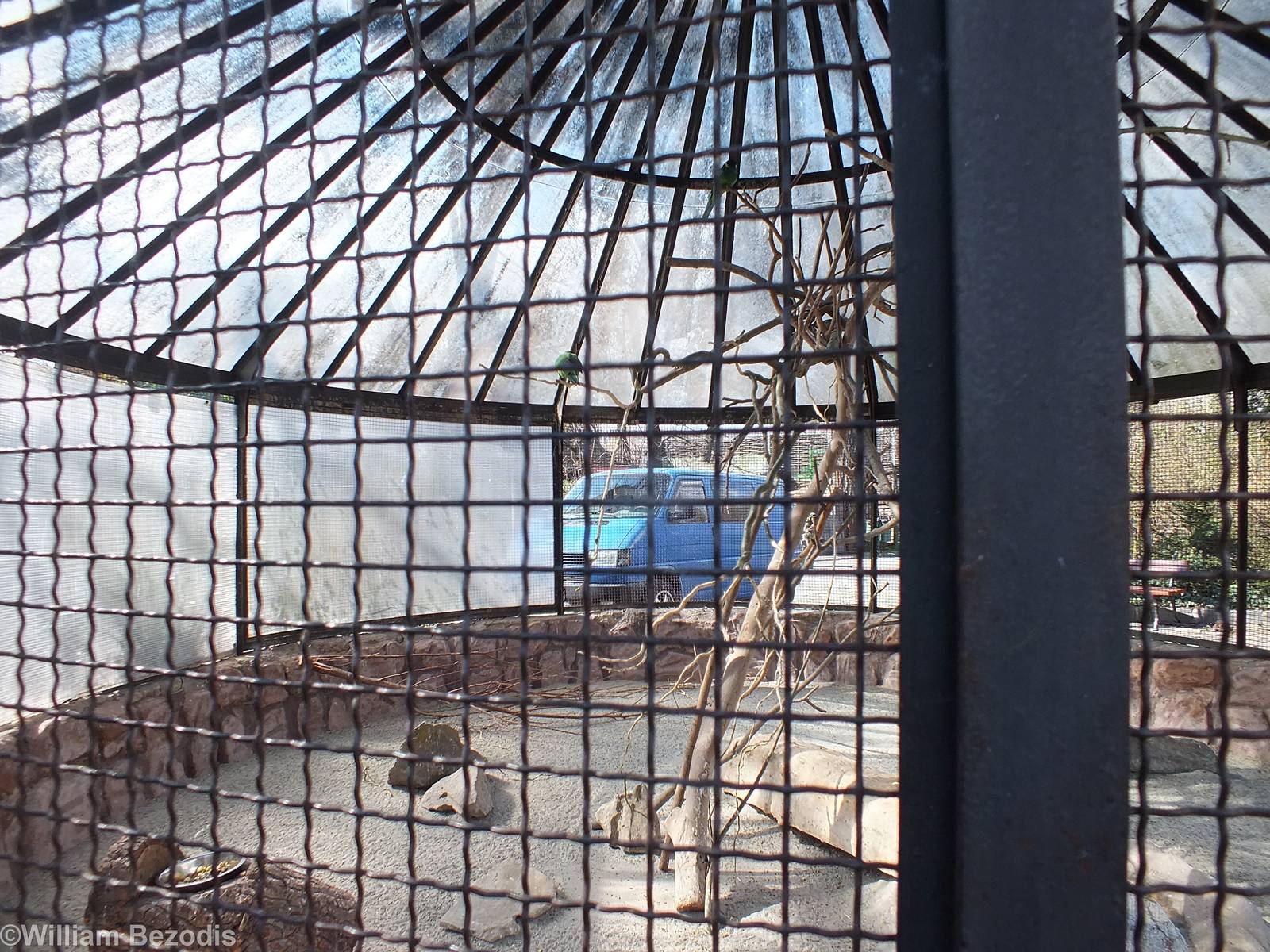 Ring-necked Parrot Aviary