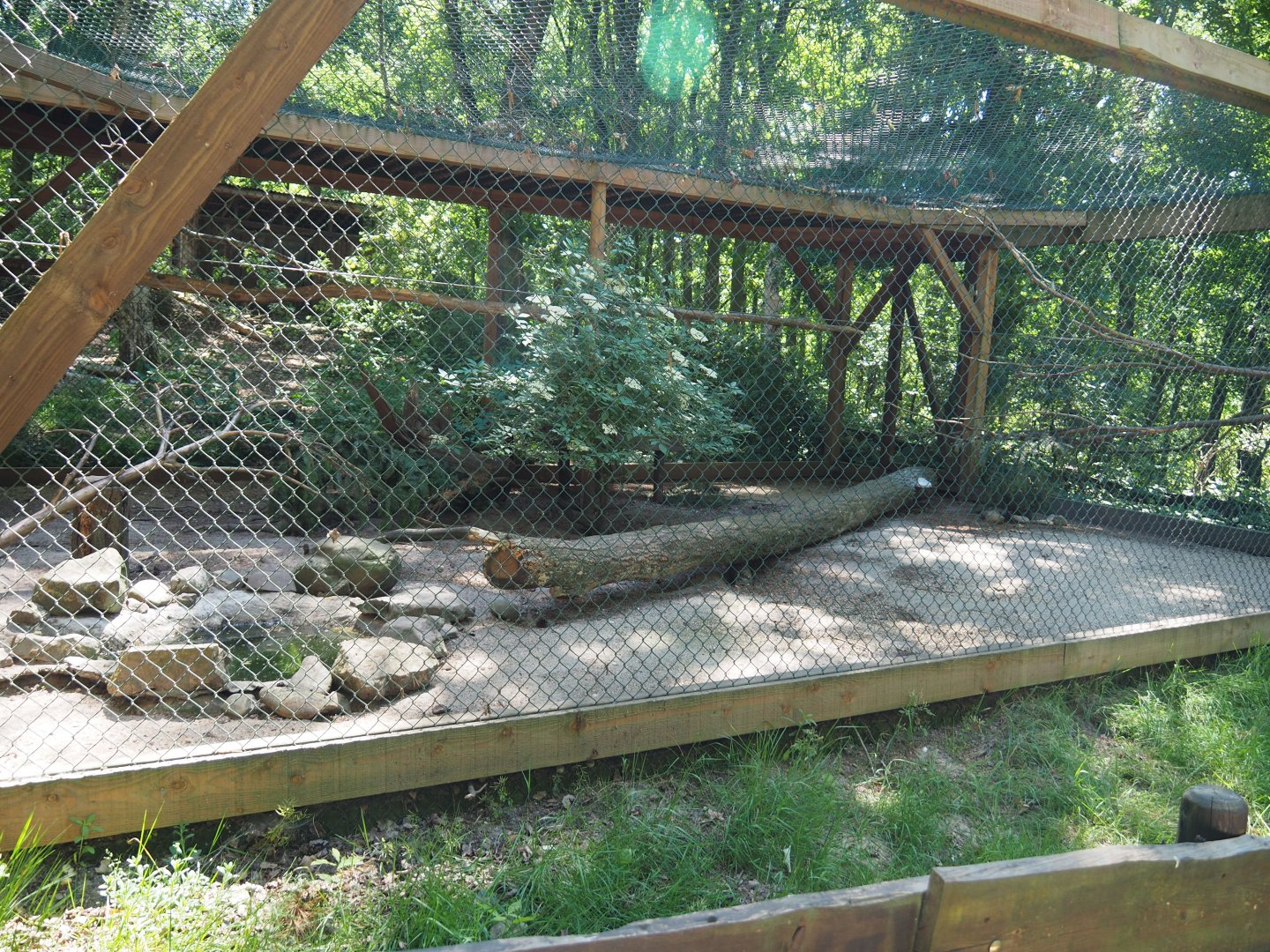 Ring-necked Pheasant Aviary