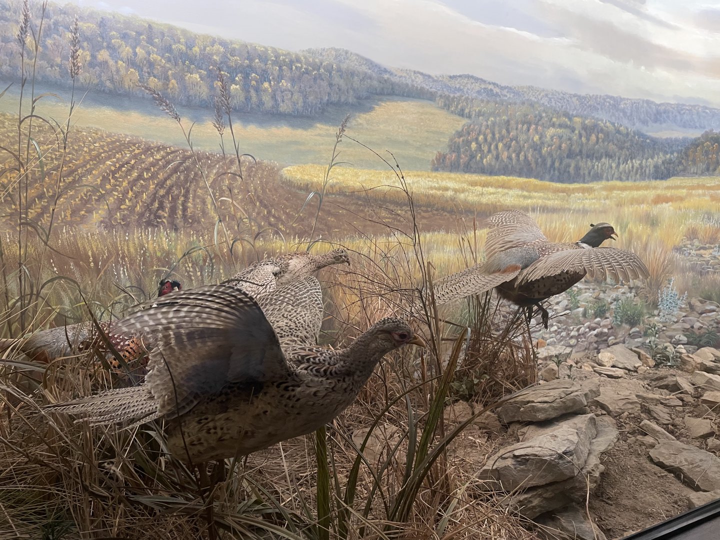 Ring-necked Pheasant Diorama