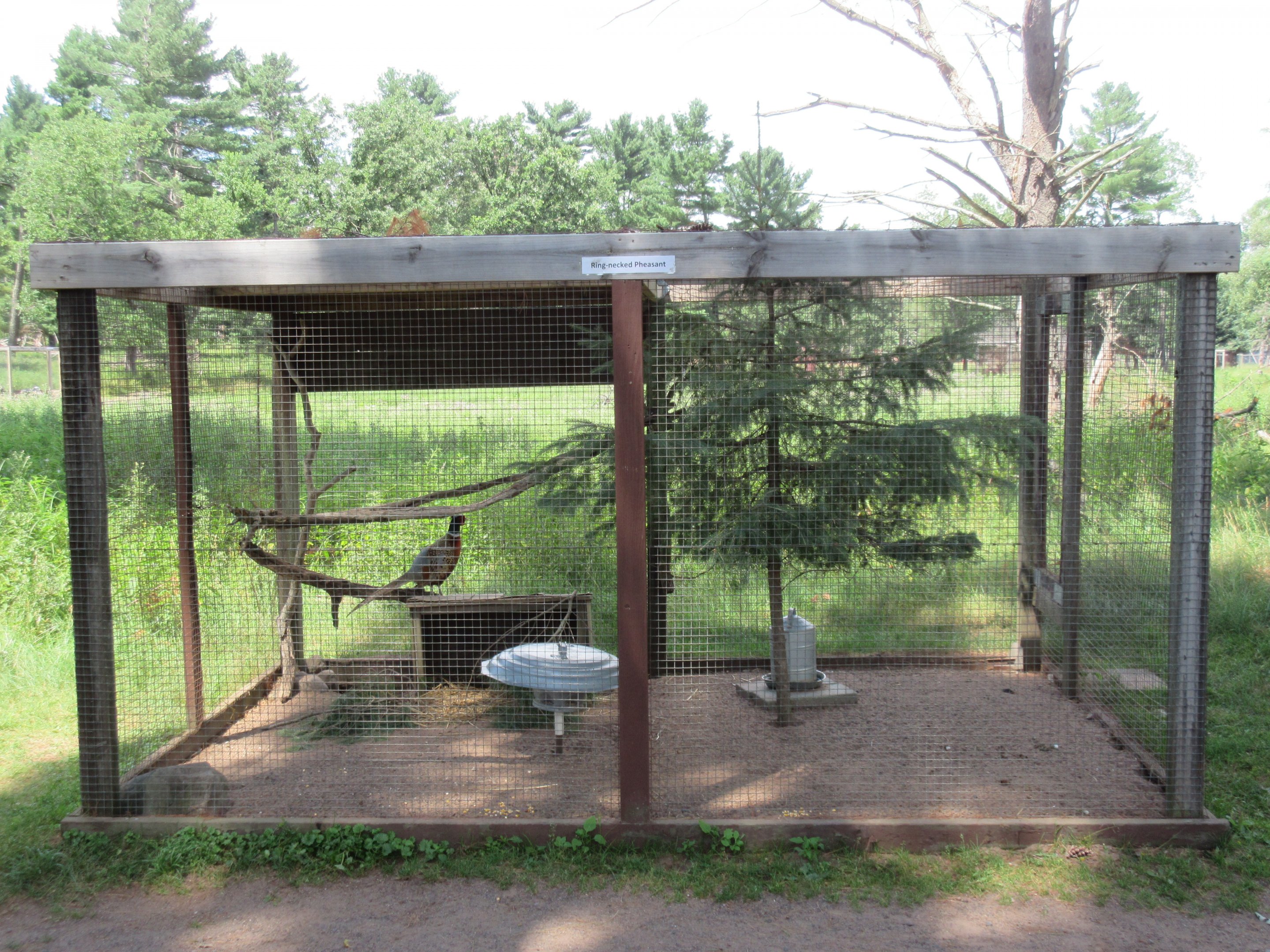 Ring-necked Pheasant Exhibit