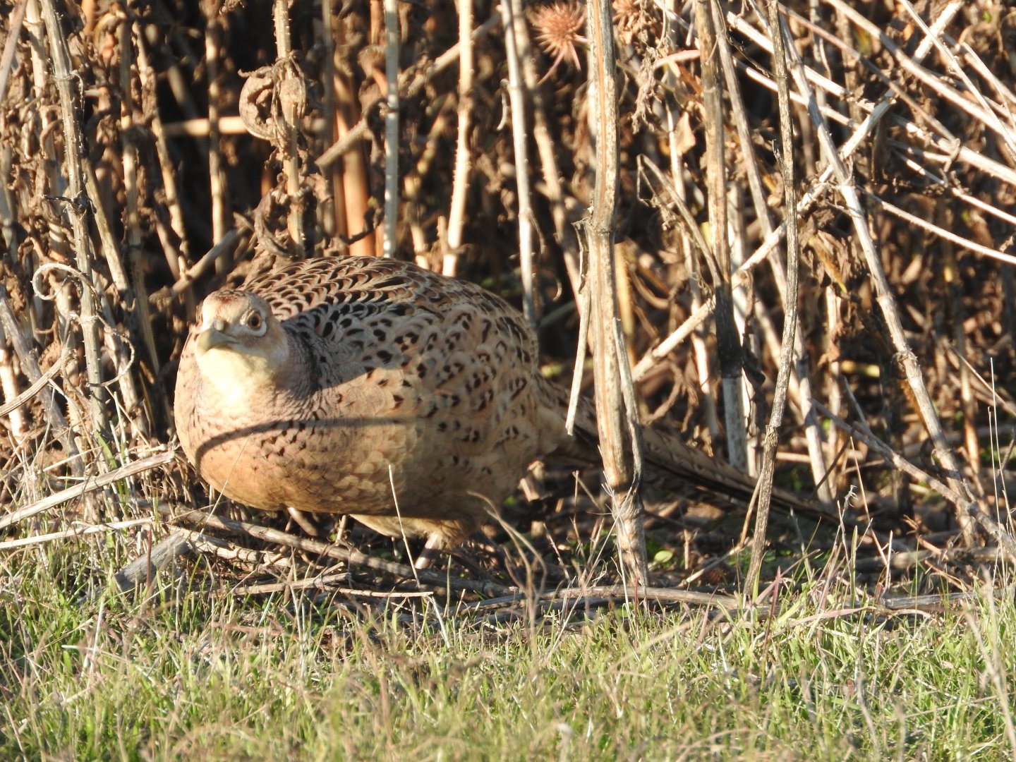 Ring-necked Pheasant hen