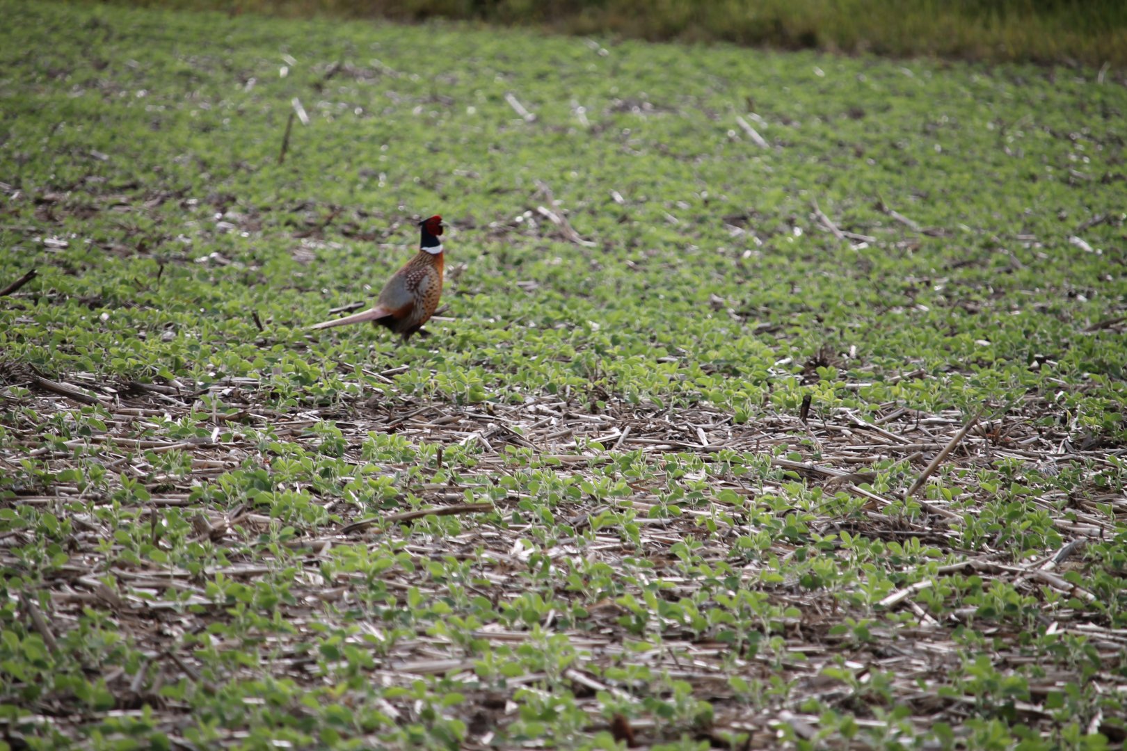 Ring-Necked Pheasant Male