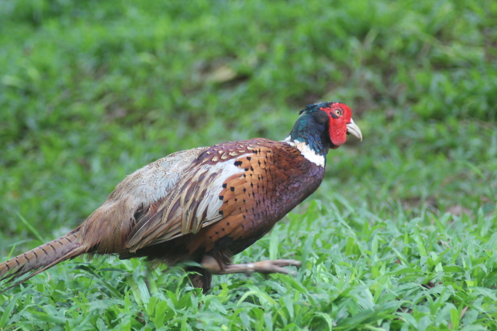 Ring-necked pheasant (Phasianus colchicus mongolicus)