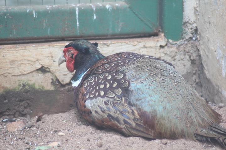 Ring-necked pheasant (Phasianus colchicus mongolicus)