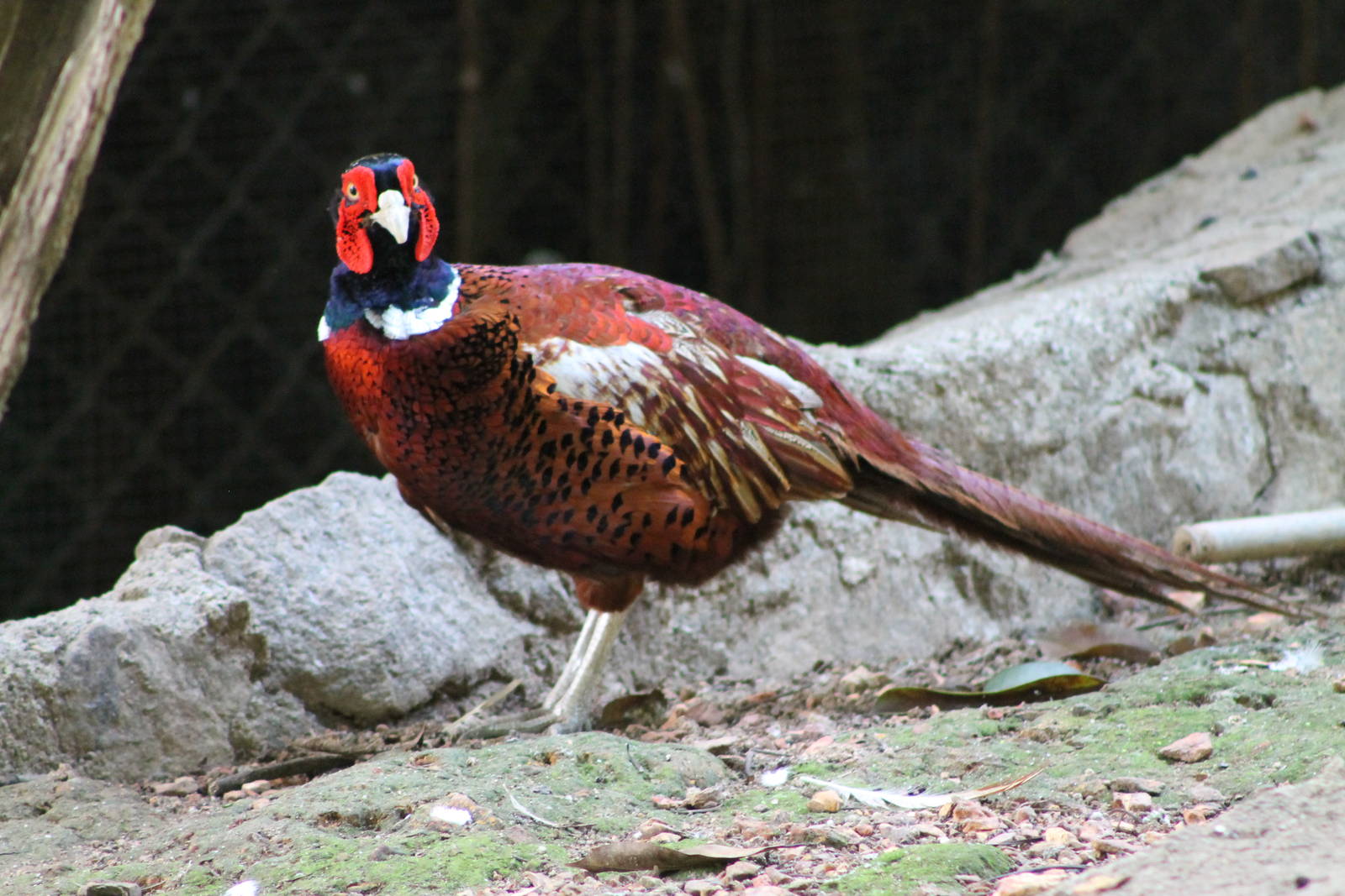 ring-necked pheasant (Phasianus colchicus)