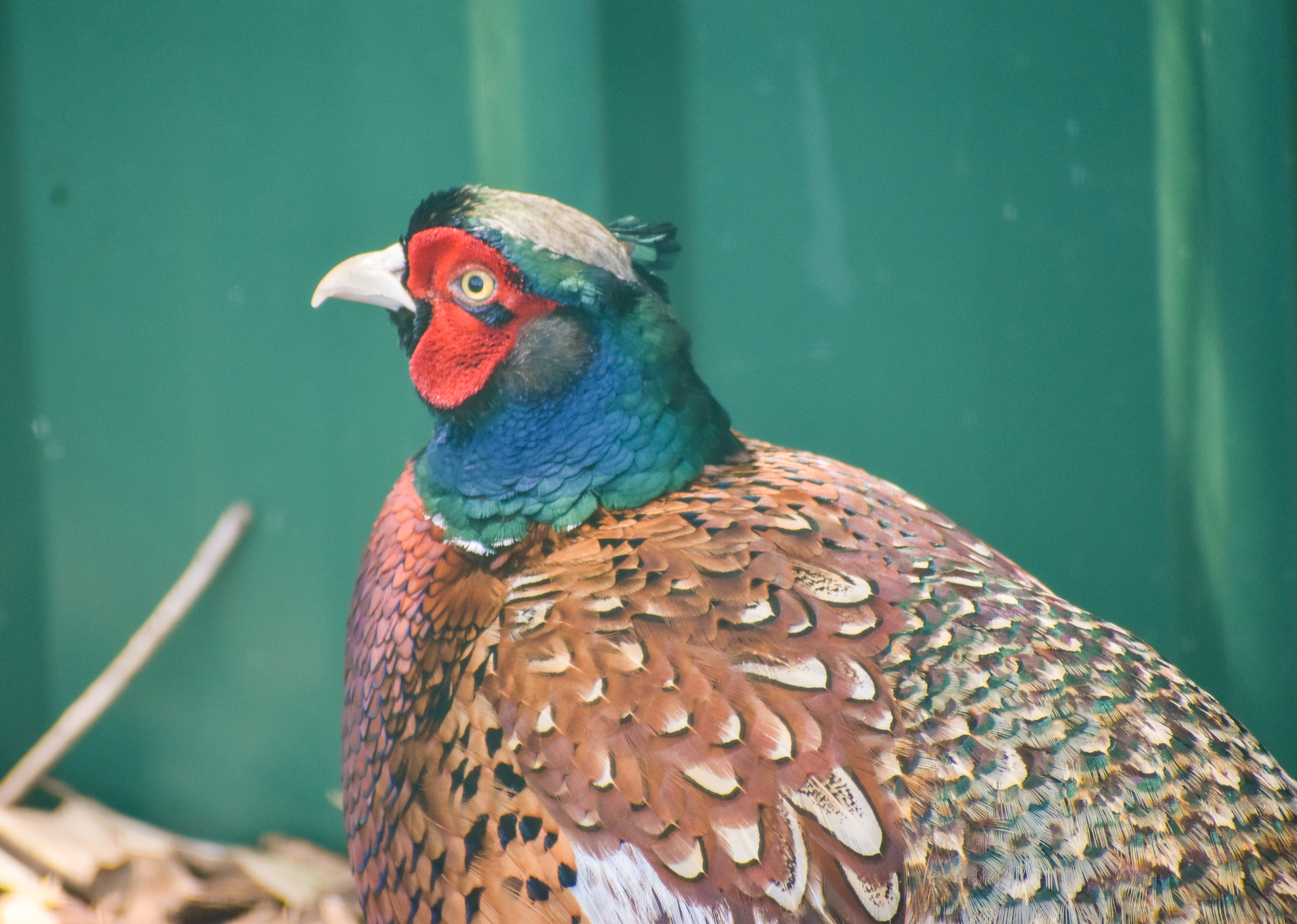 Ring-necked Pheasant (Phasianus colchicus)