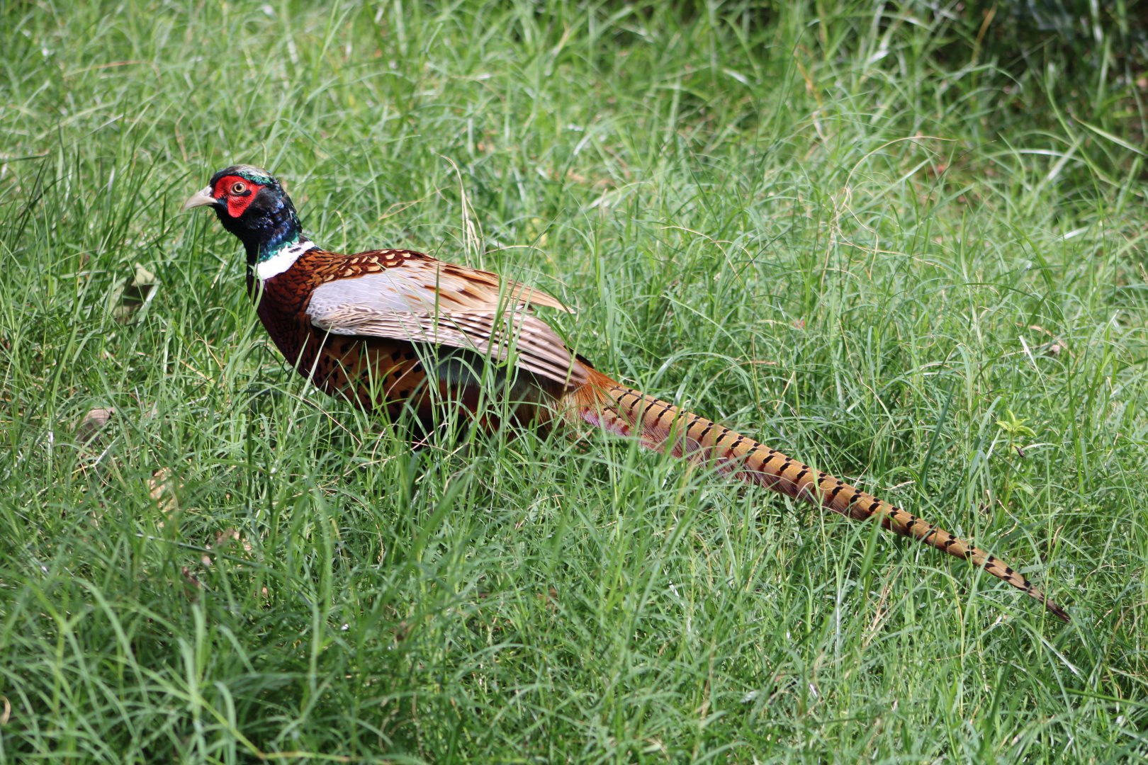 Ring-Necked Pheasant (Phasianus colchicus)