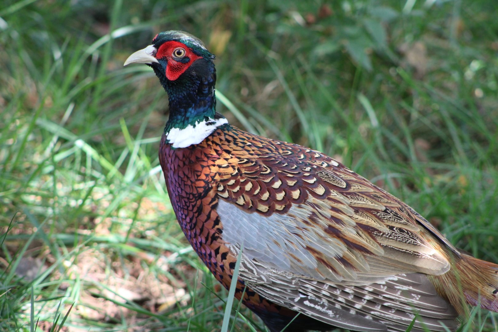 Ring-Necked Pheasant (Phasianus colchicus)