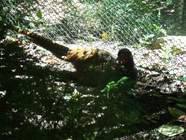 Ring-Necked Pheasant
