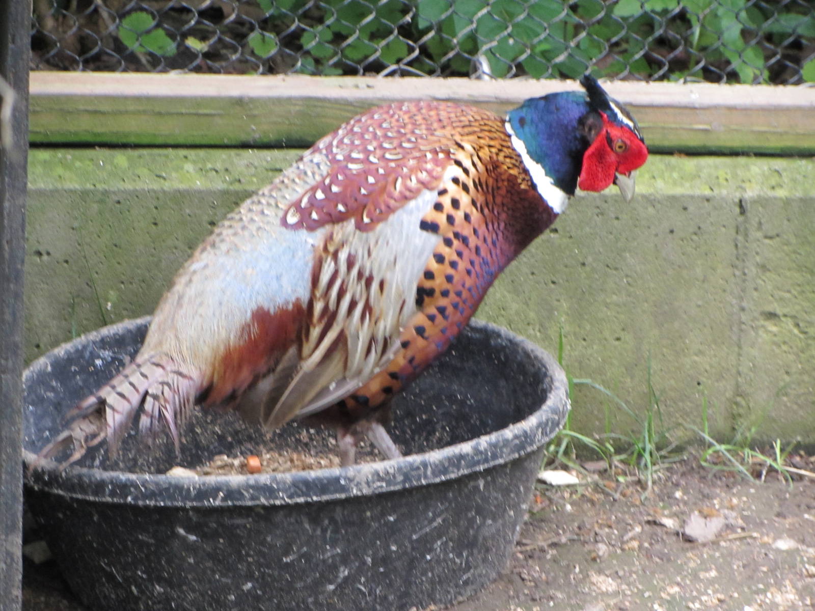 Ring-necked Pheasant