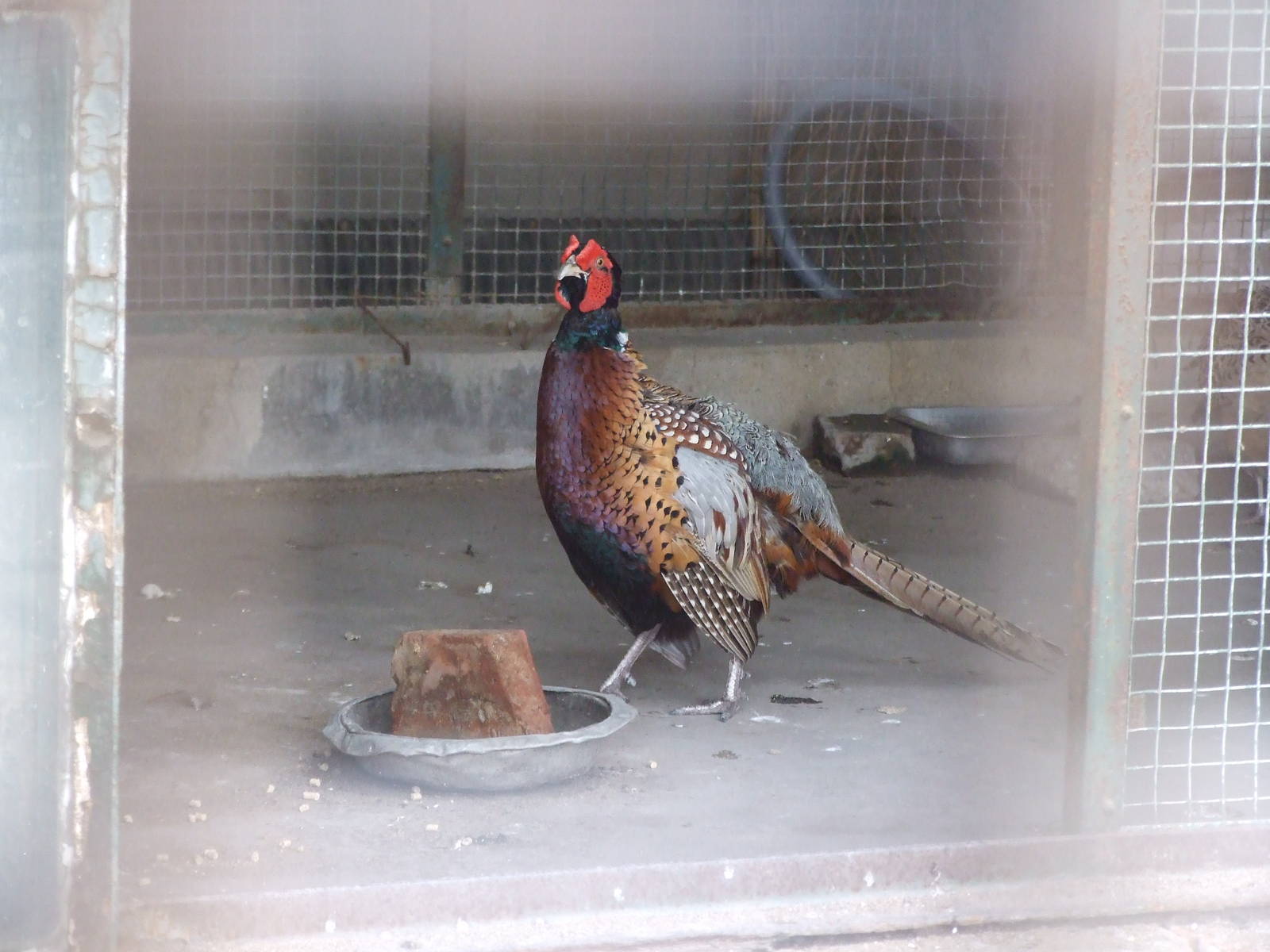 Ring-necked Pheasant
