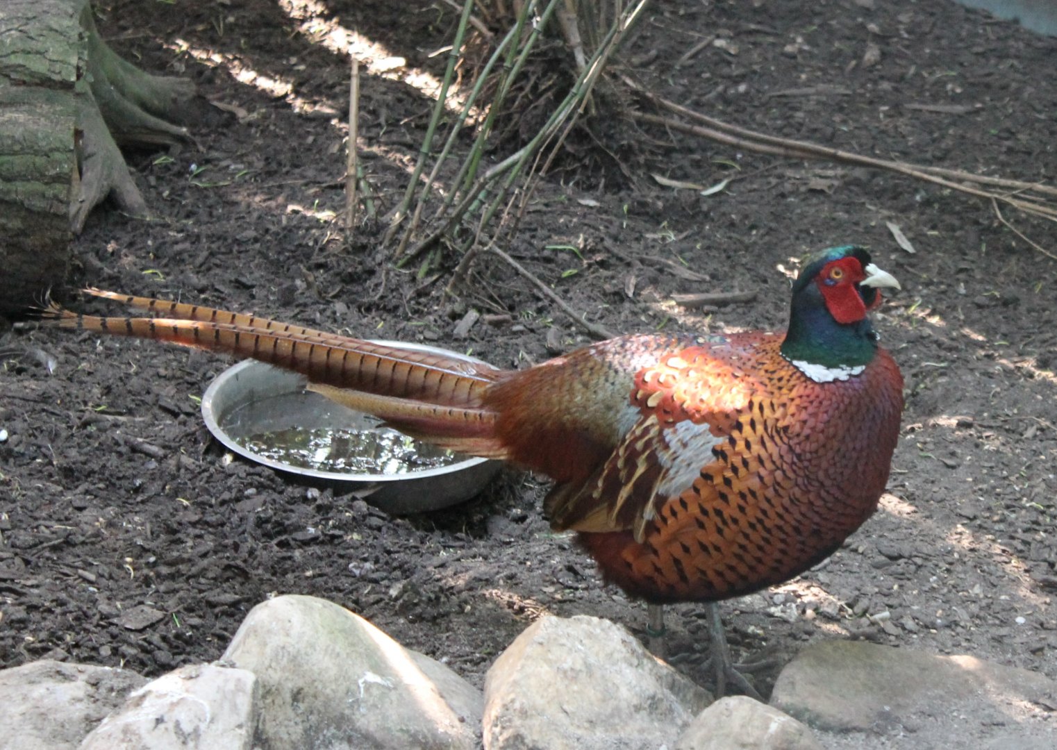 Ring-necked pheasant