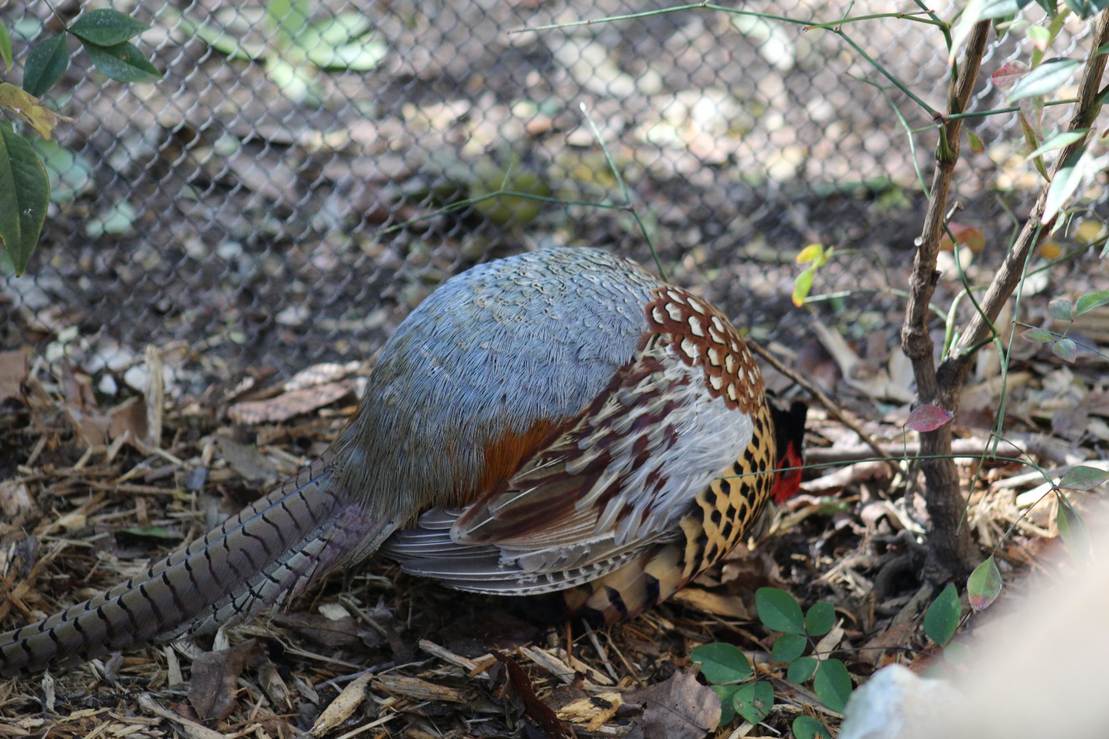Ring-Necked Pheasant