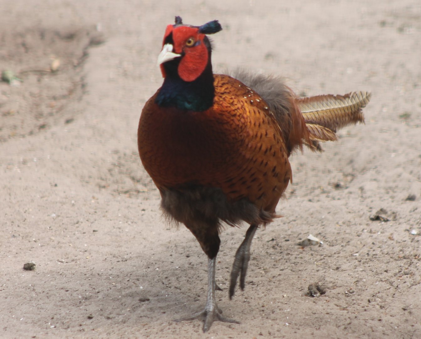 Ring-necked pheasant