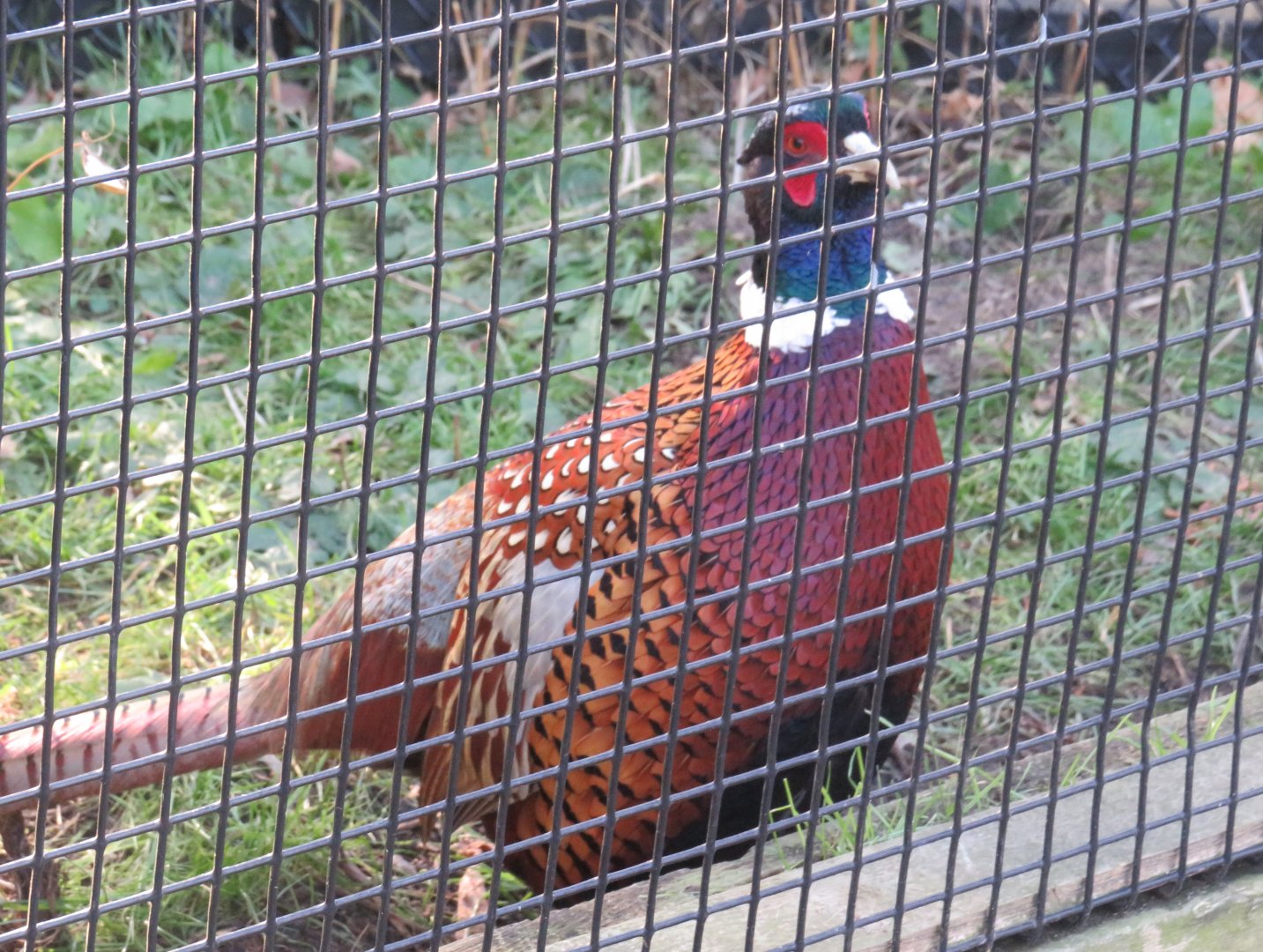 Ring-necked pheasant