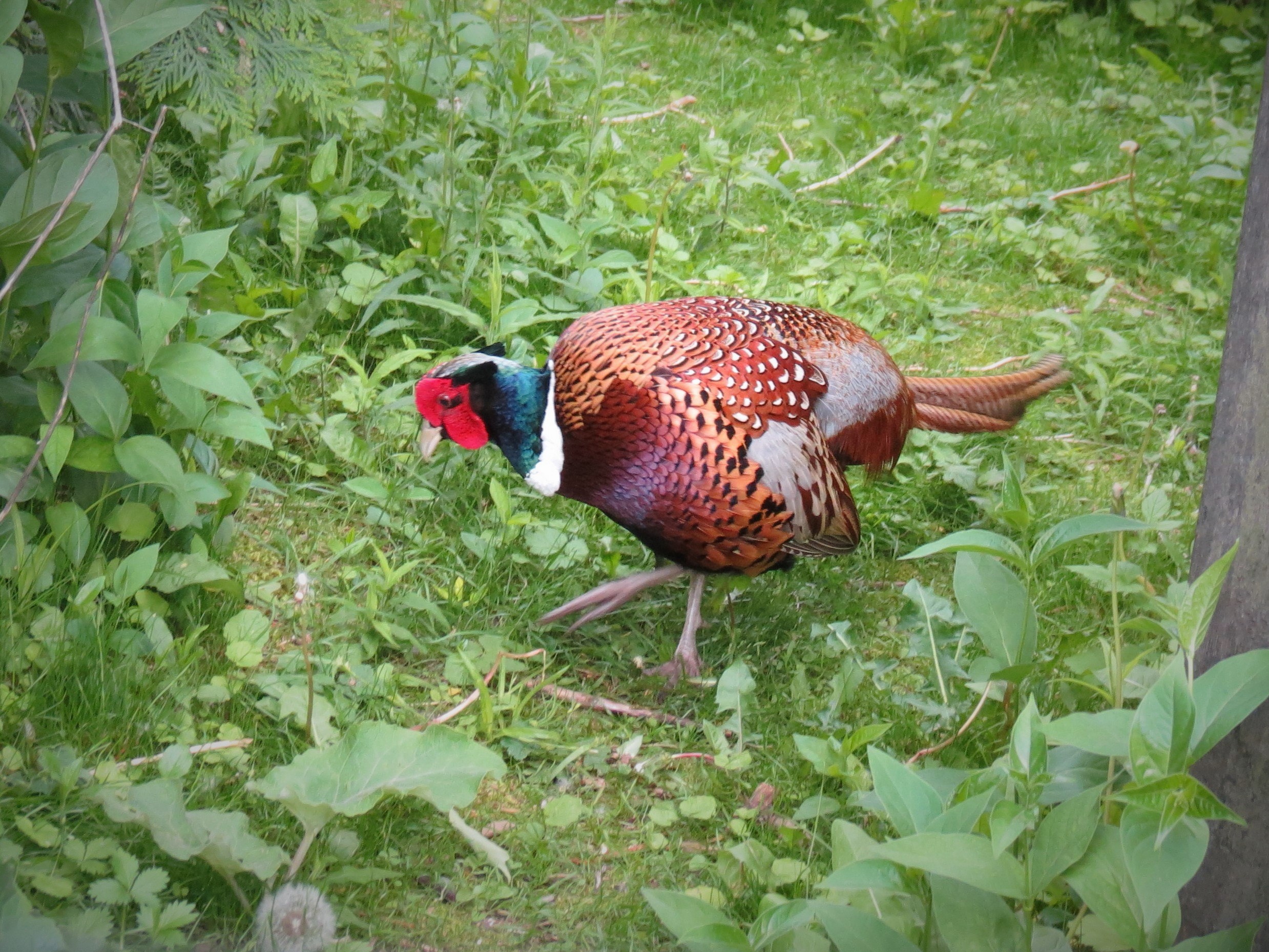 Ring-necked Pheasant