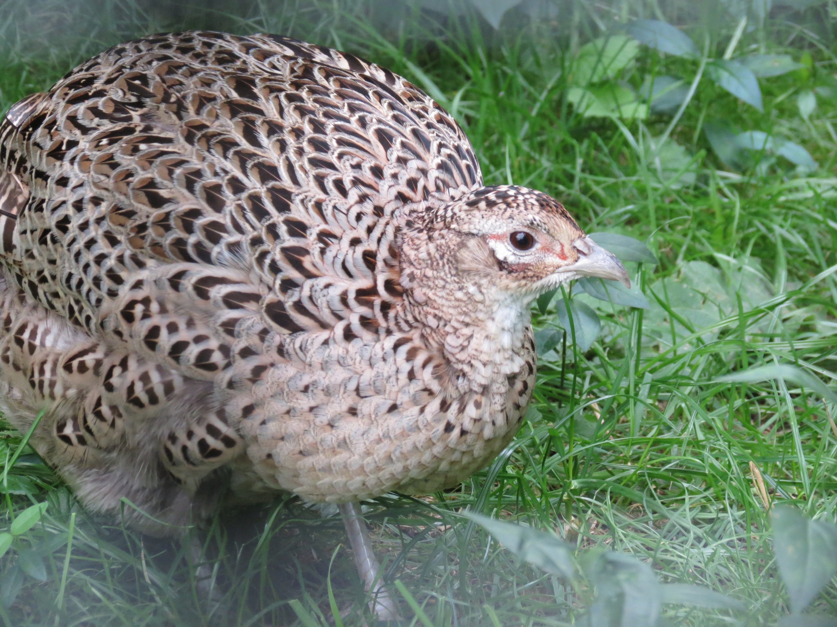 Ring-necked Pheasant