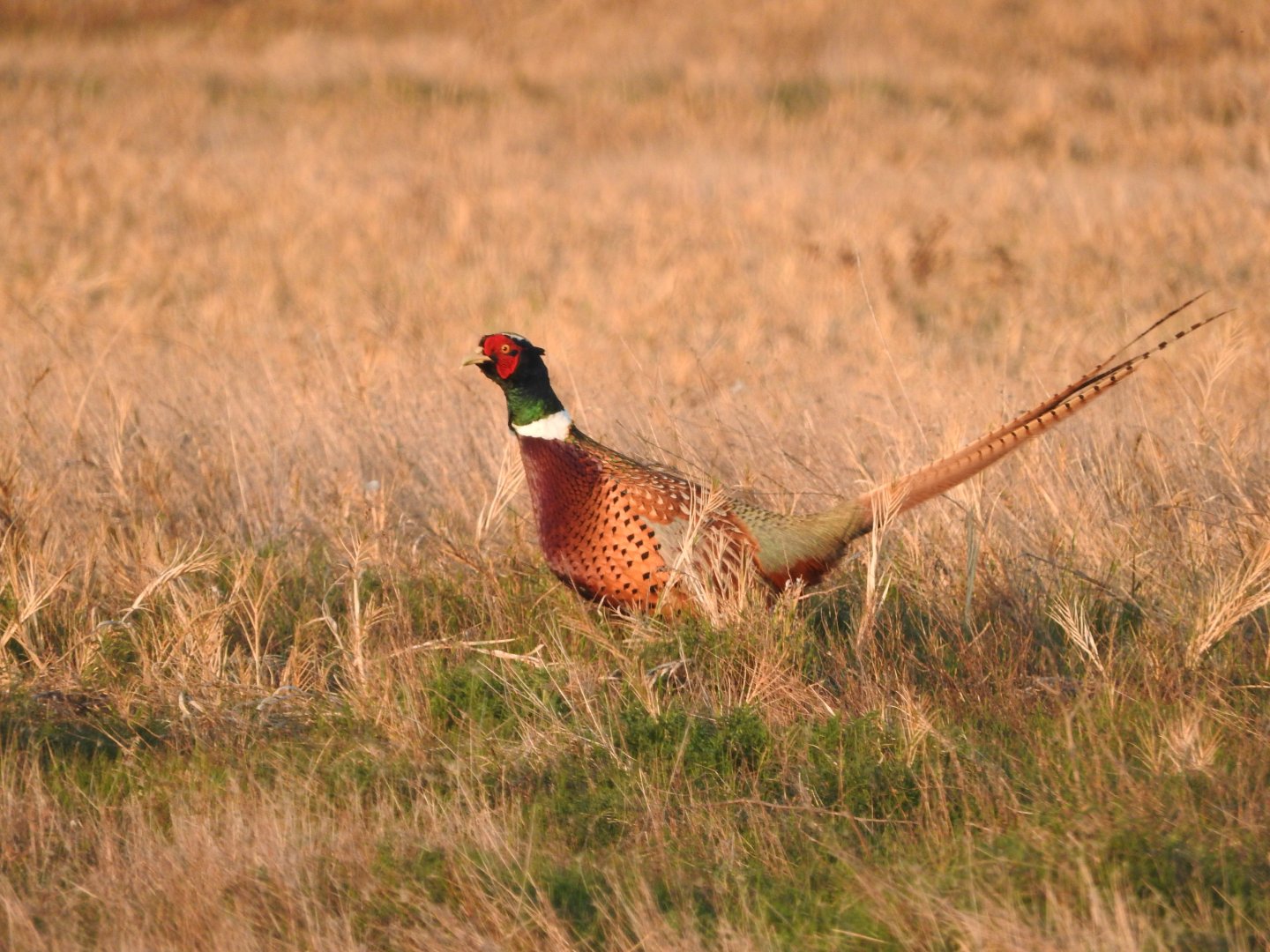 Ring-necked Pheasant