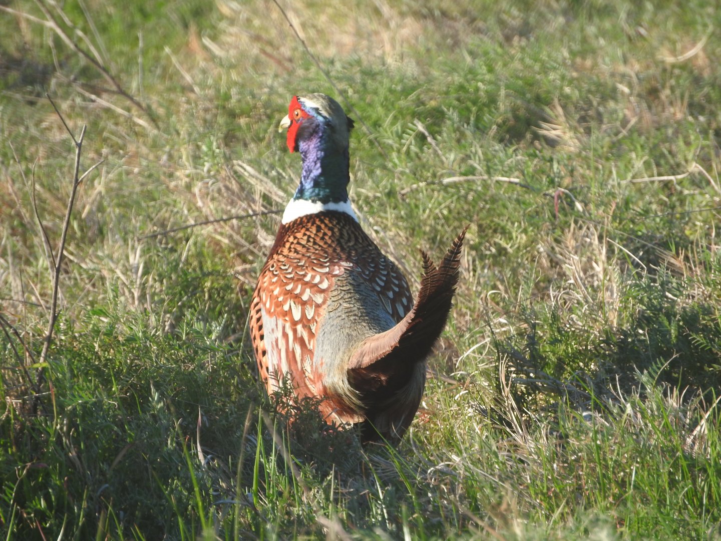 Ring-necked Pheasant