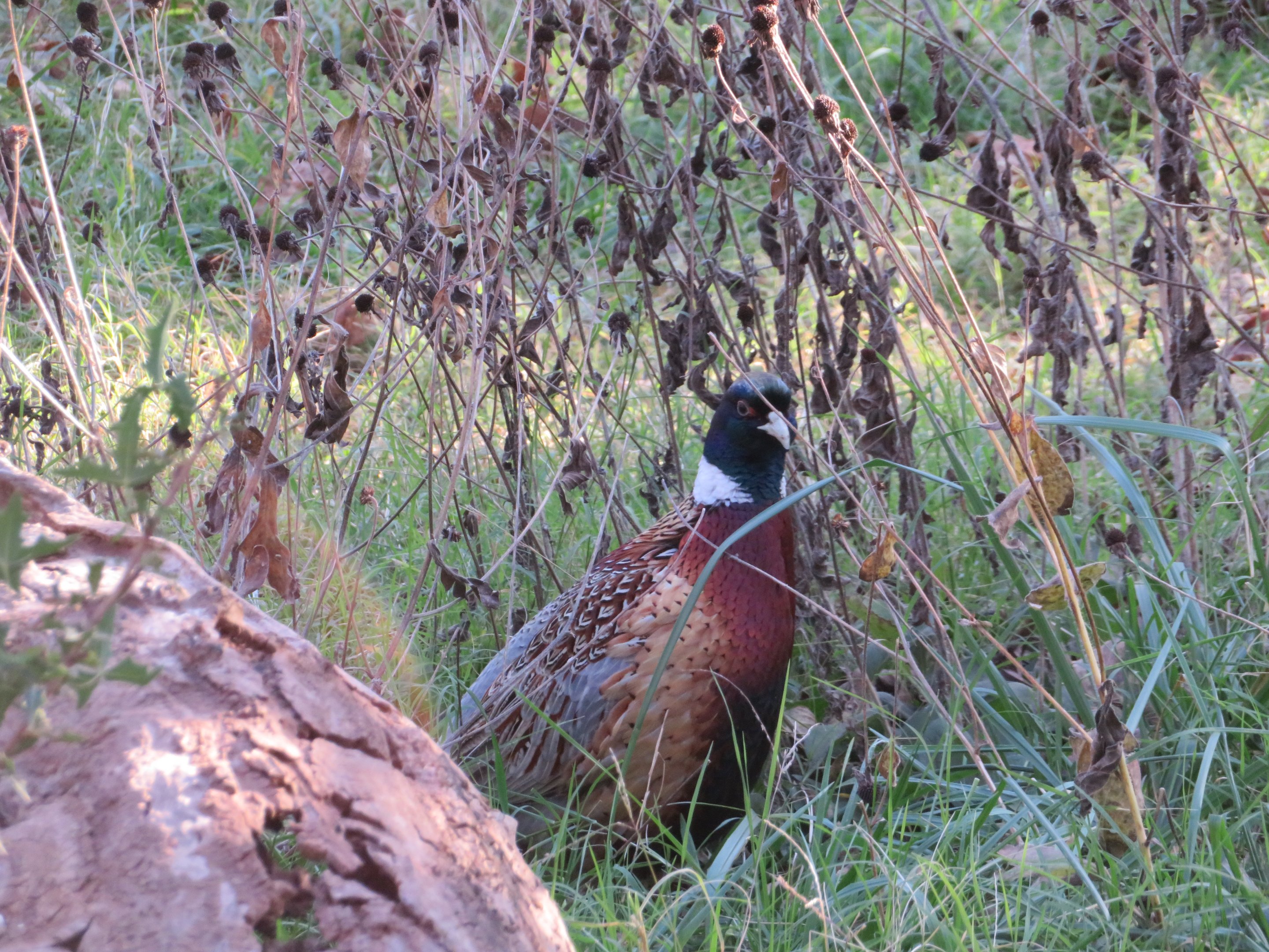 Ring-necked Pheasant