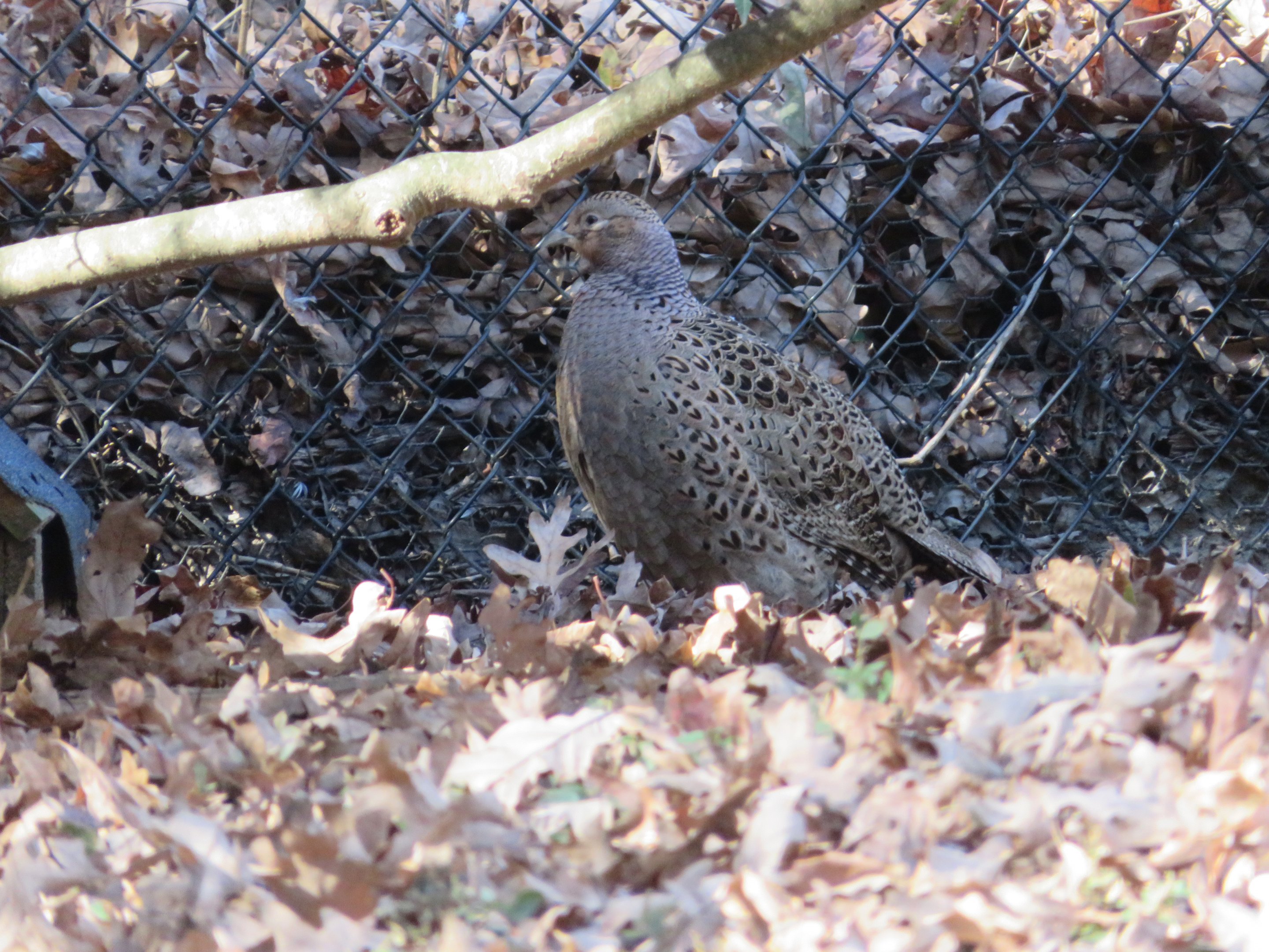 Ring-necked Pheasant