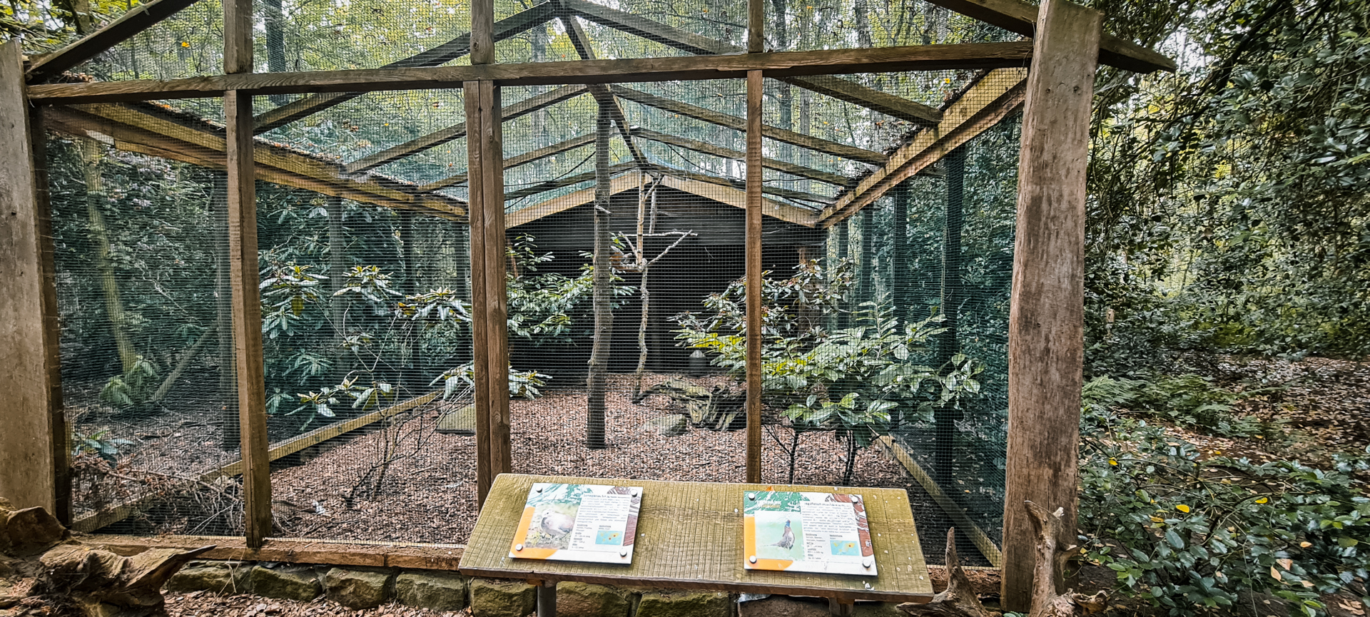 Ring-necked pheasant