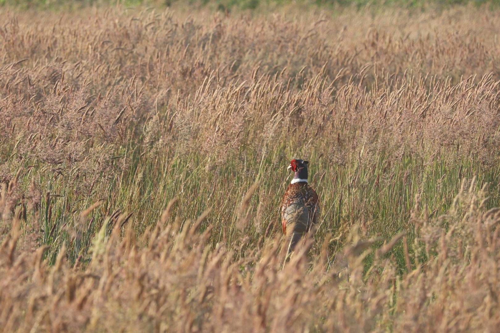 Ring-Necked Pheasant