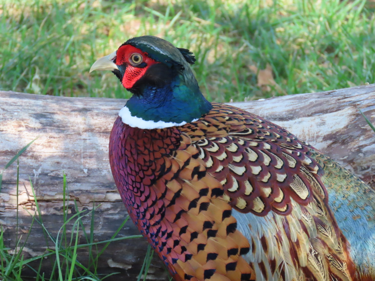 Ring-necked Pheasant