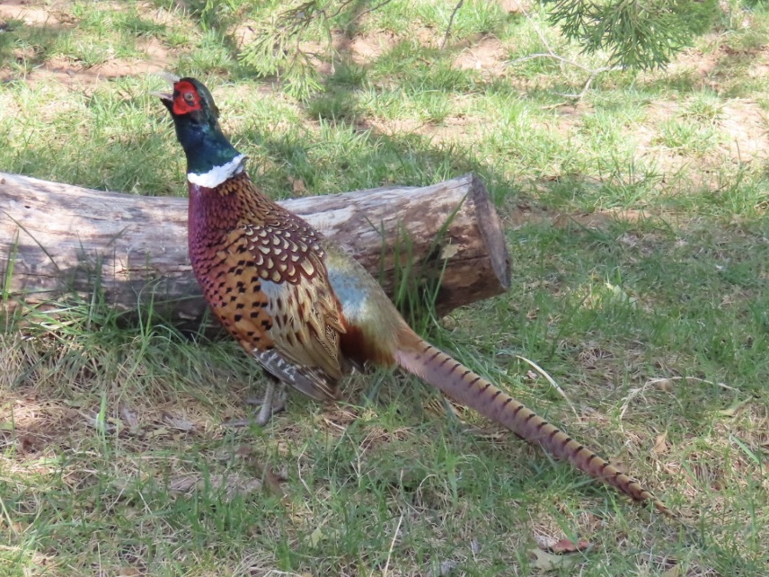 Ring-necked Pheasant