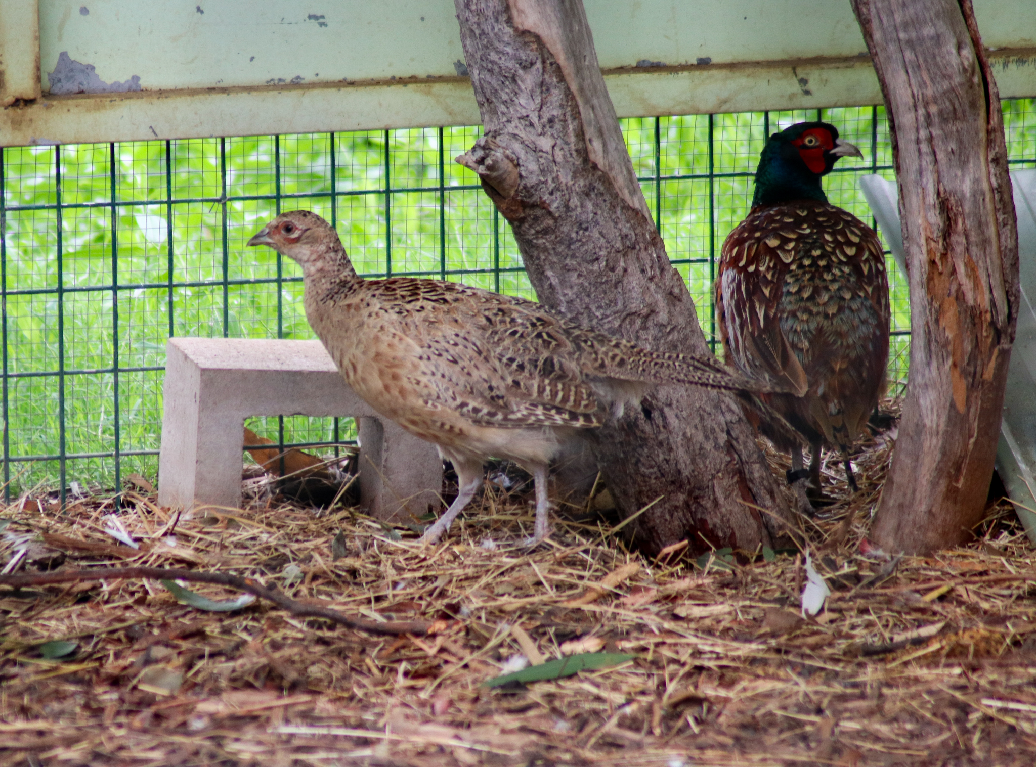 Ring-necked Pheasants (Phasianus colchicus) - February 2020