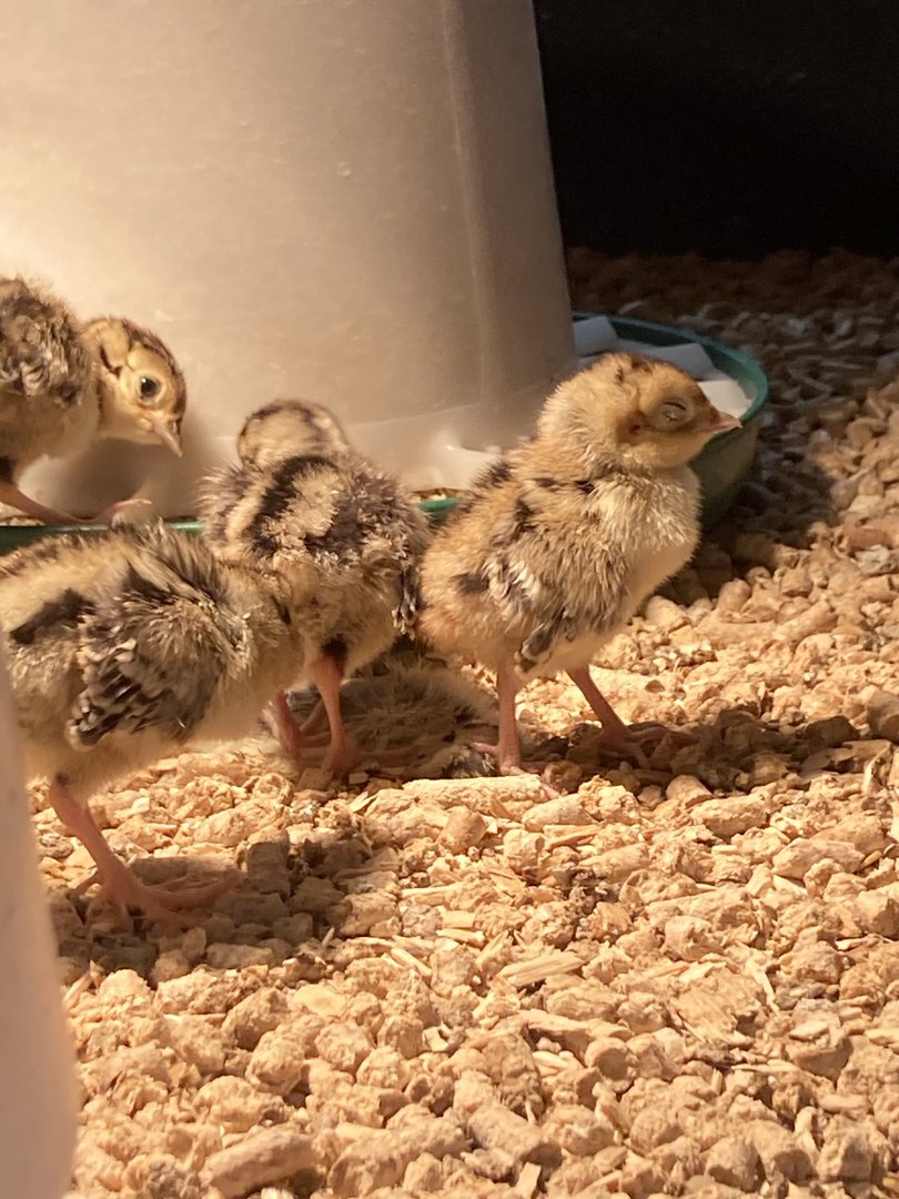 Ring-necked Pheasants