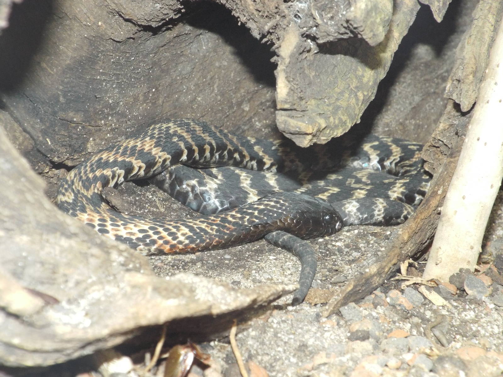 Ring-necked Spitting Cobra (Hemachatus haemachatus) at Zoo Leipzig - April