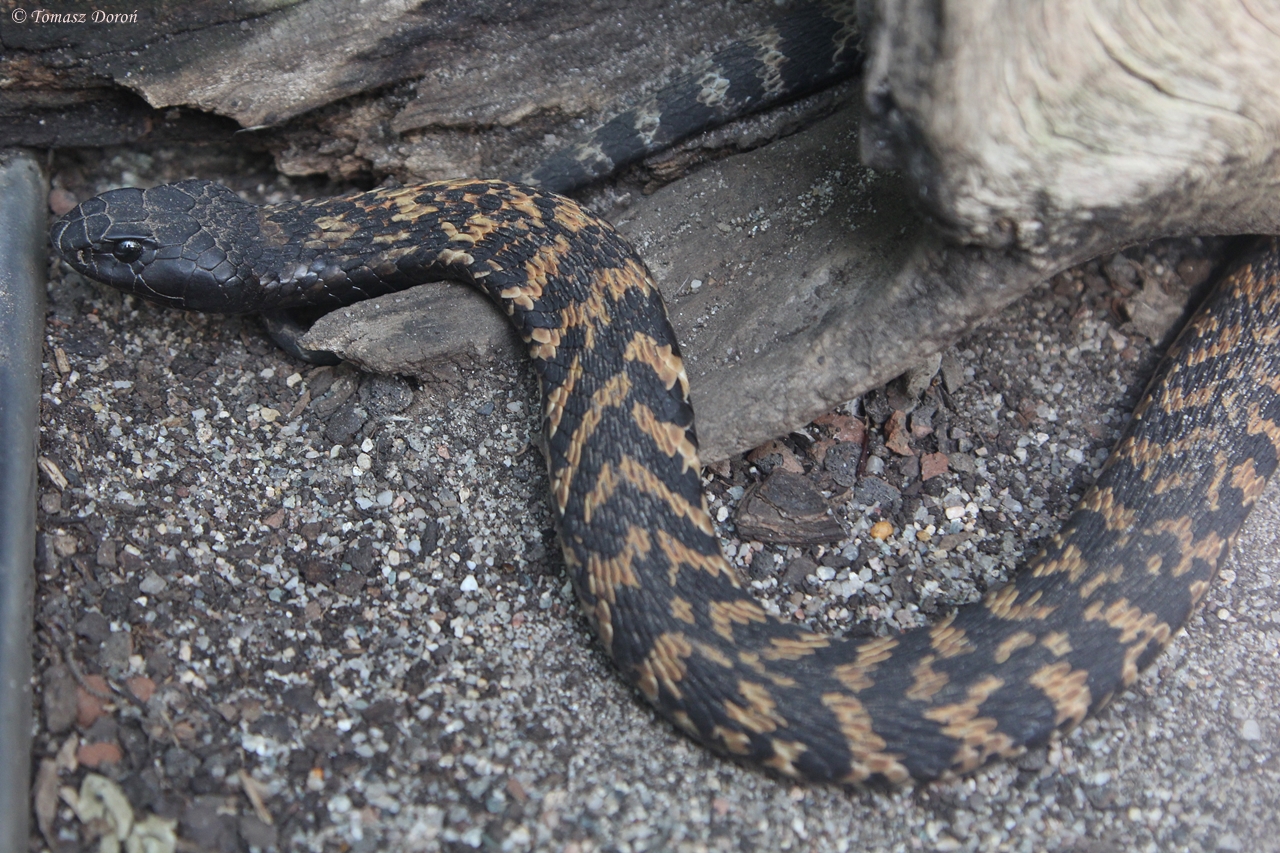 Ring-necked spitting cobra (Hemachatus haemachatus)