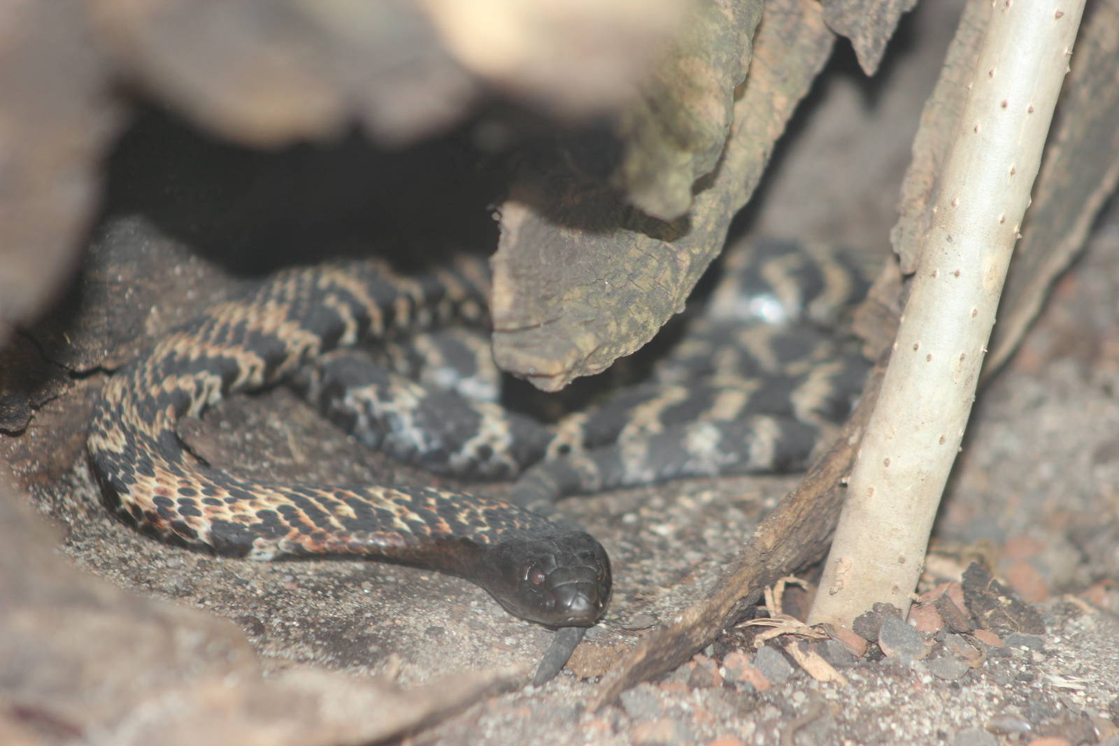 Ring-necked spitting cobra