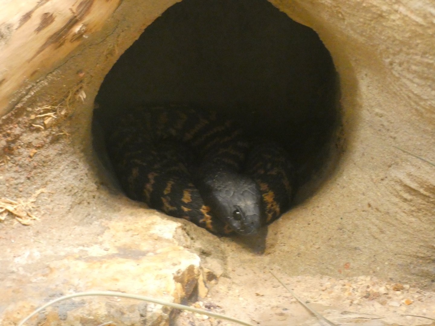 Ring-necked Spitting Cobra