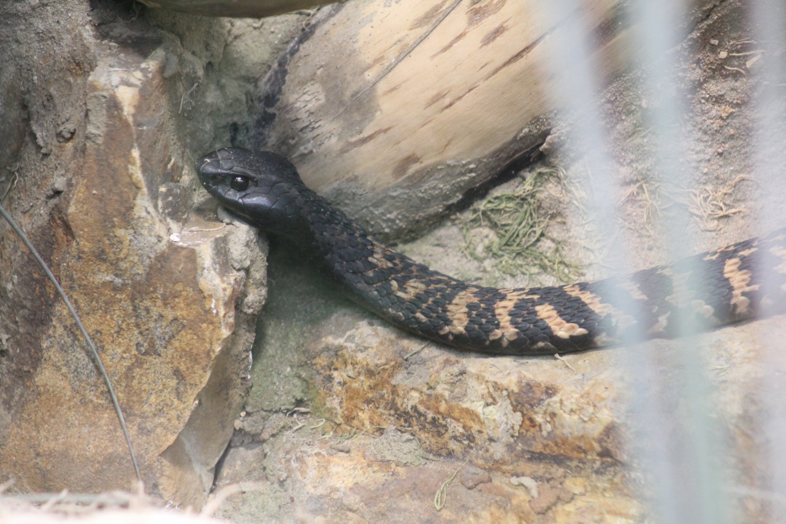 Ring-Necked Spitting Cobra