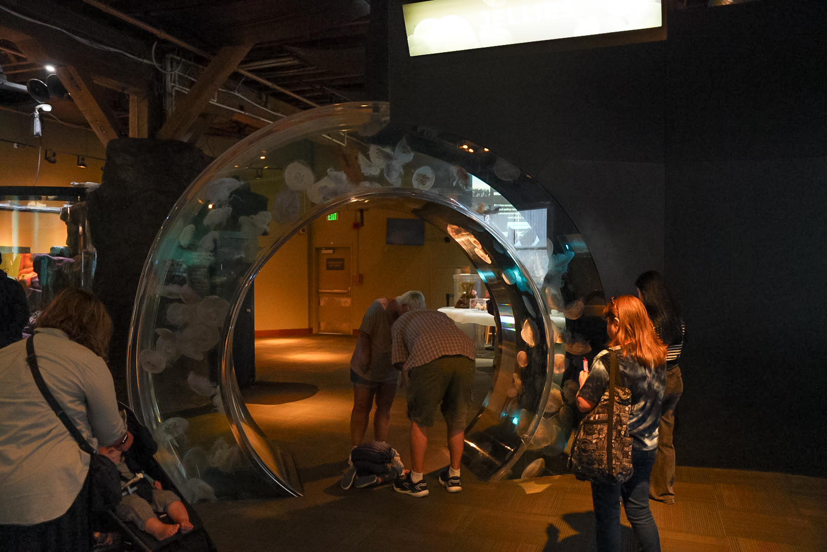 "Ring of Life" Moon Jelly Tank (Pier 59)